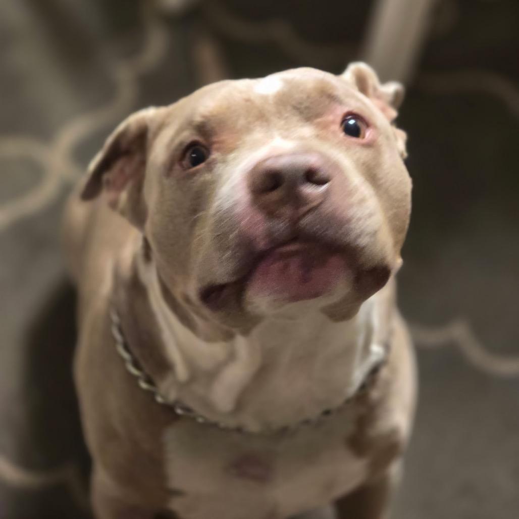 Brutis, Adoptable, Adult Male Pit Bull Terrier.