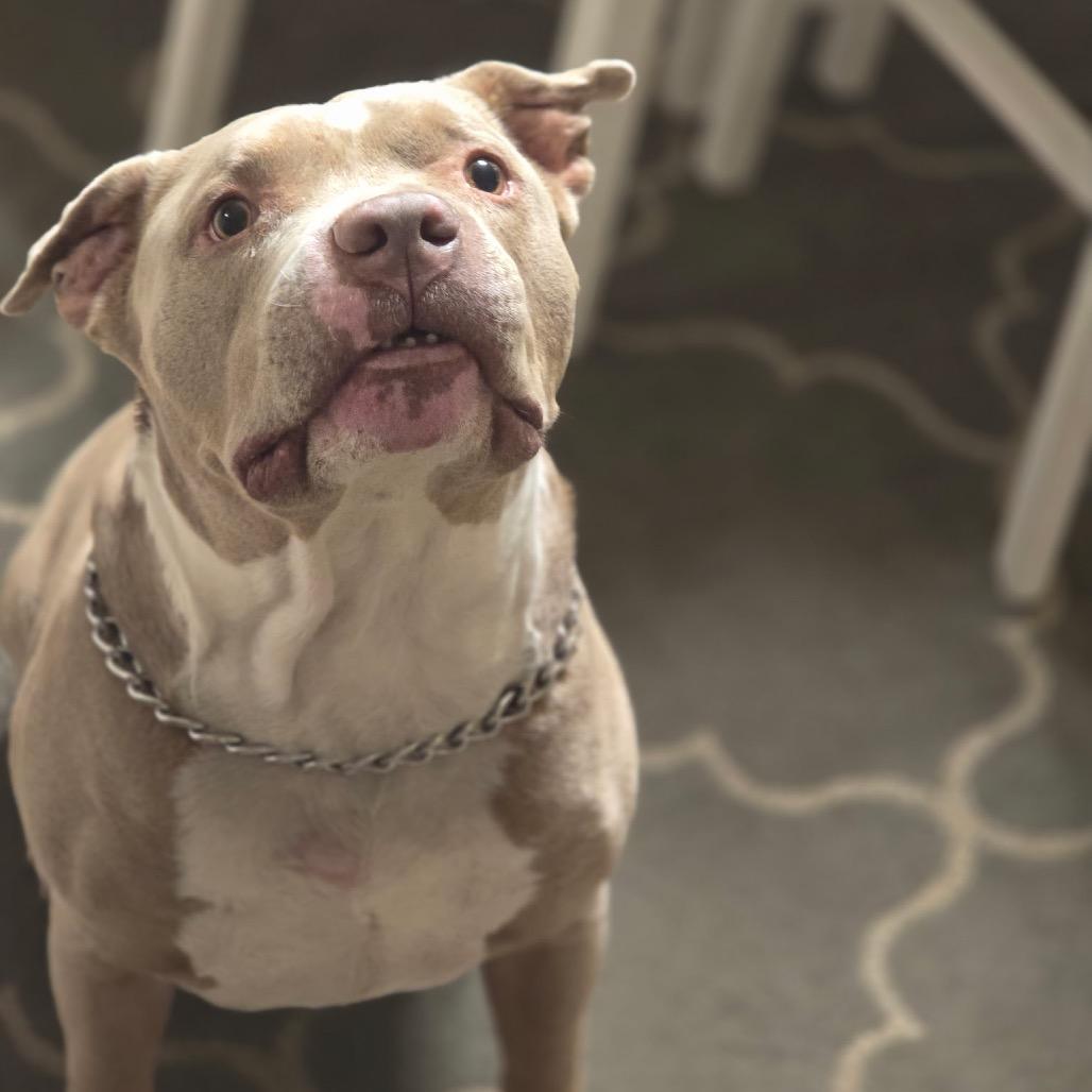 Enlarge Brutis, a Adoptable Pit Bull Terrier in Savannah, GA image 3/6