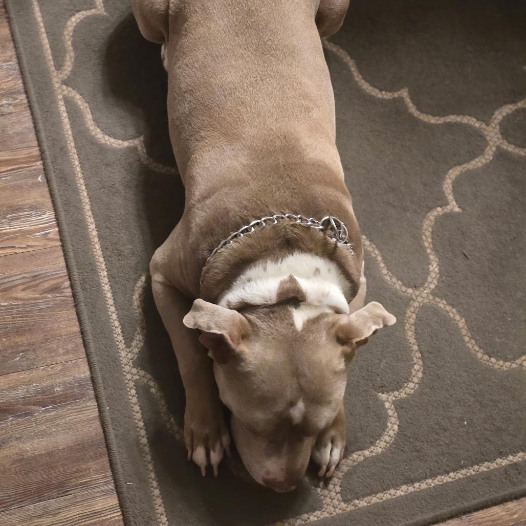 Enlarge Brutis, a Adoptable Pit Bull Terrier in Savannah, GA image 4/6