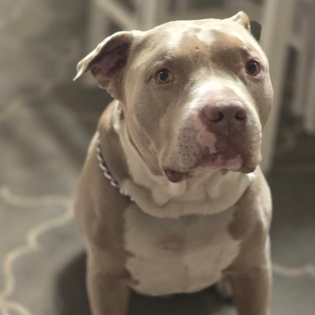 Enlarge Brutis, a Adoptable Pit Bull Terrier in Savannah, GA image 5/6