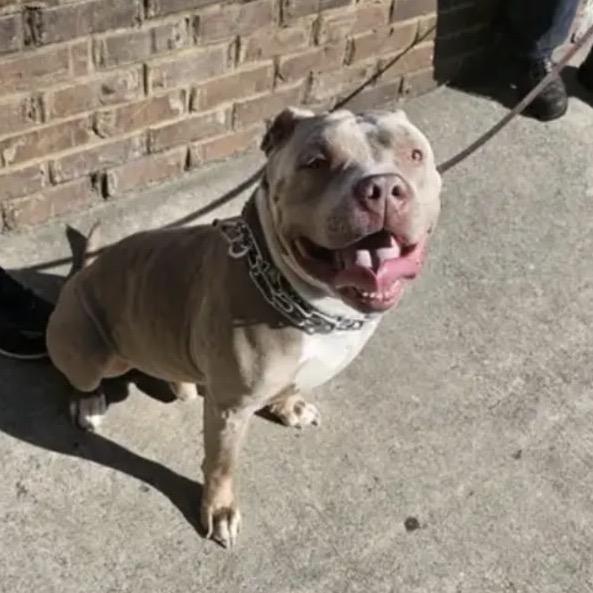 Enlarge Brutis, a Adoptable Pit Bull Terrier in Savannah, GA image 6/6