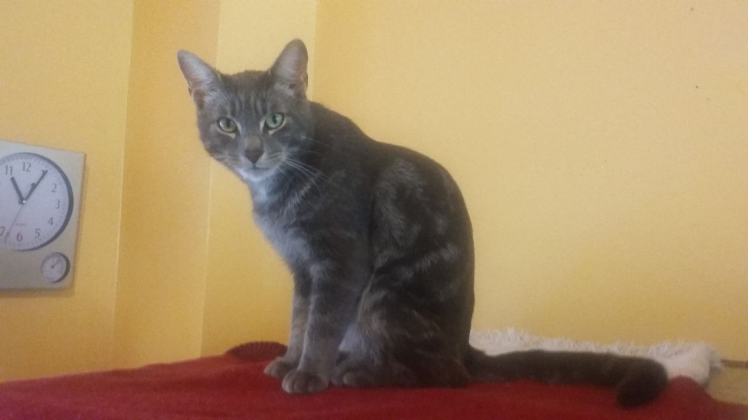 Enlarge Neo, a Adoptable Domestic Short Hair in Pickering, ON image 1/1