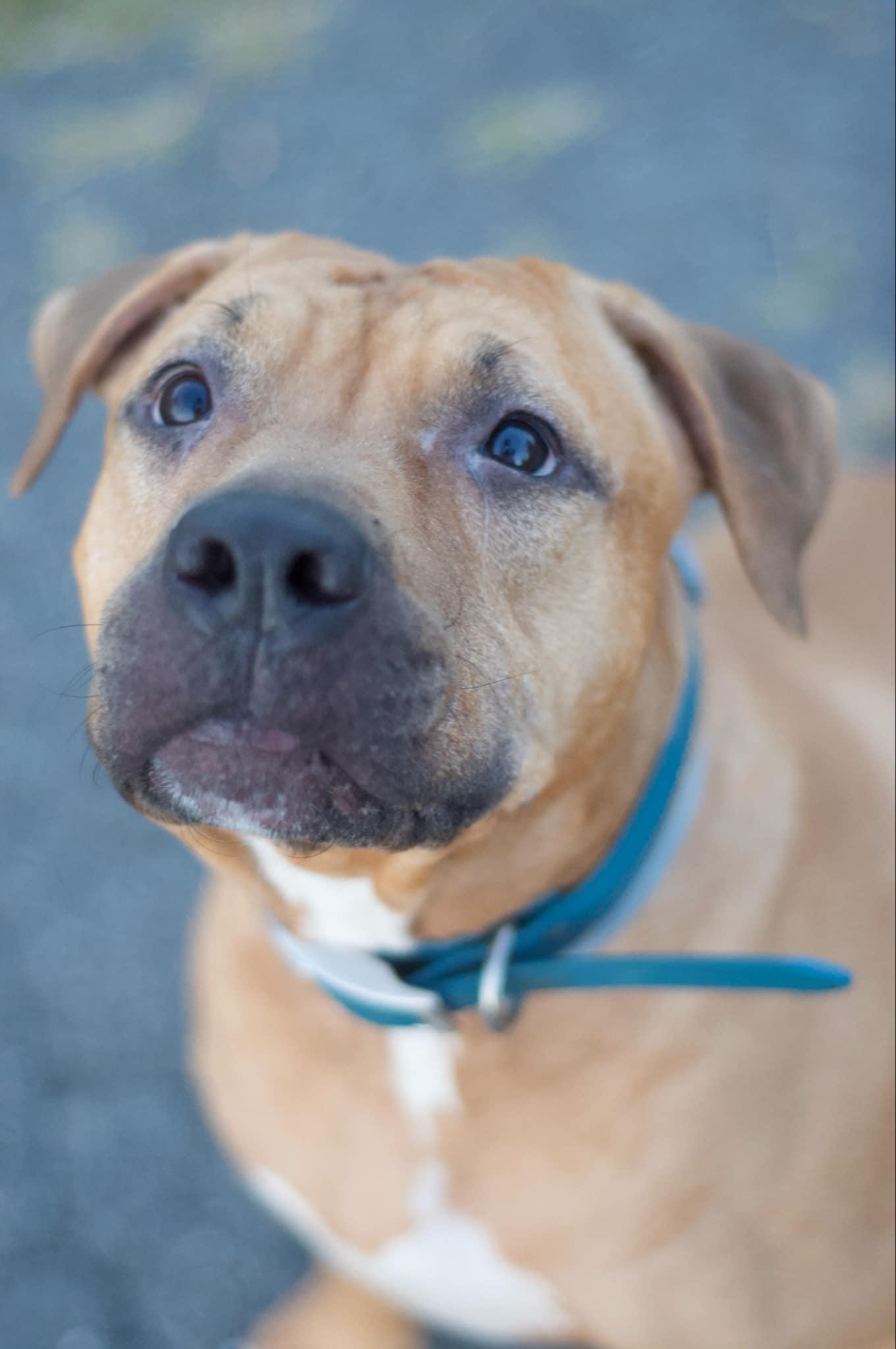 Enlarge Apollo - URGENT!, a Adopted mixed breed in Kerhonkson, NY image 1/6