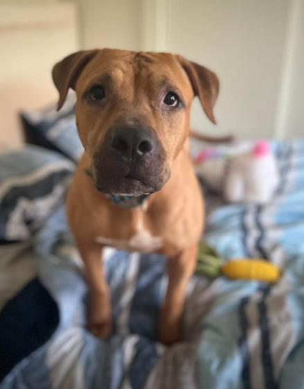 Enlarge Apollo - URGENT!, a Adopted mixed breed in Kerhonkson, NY image 2/6