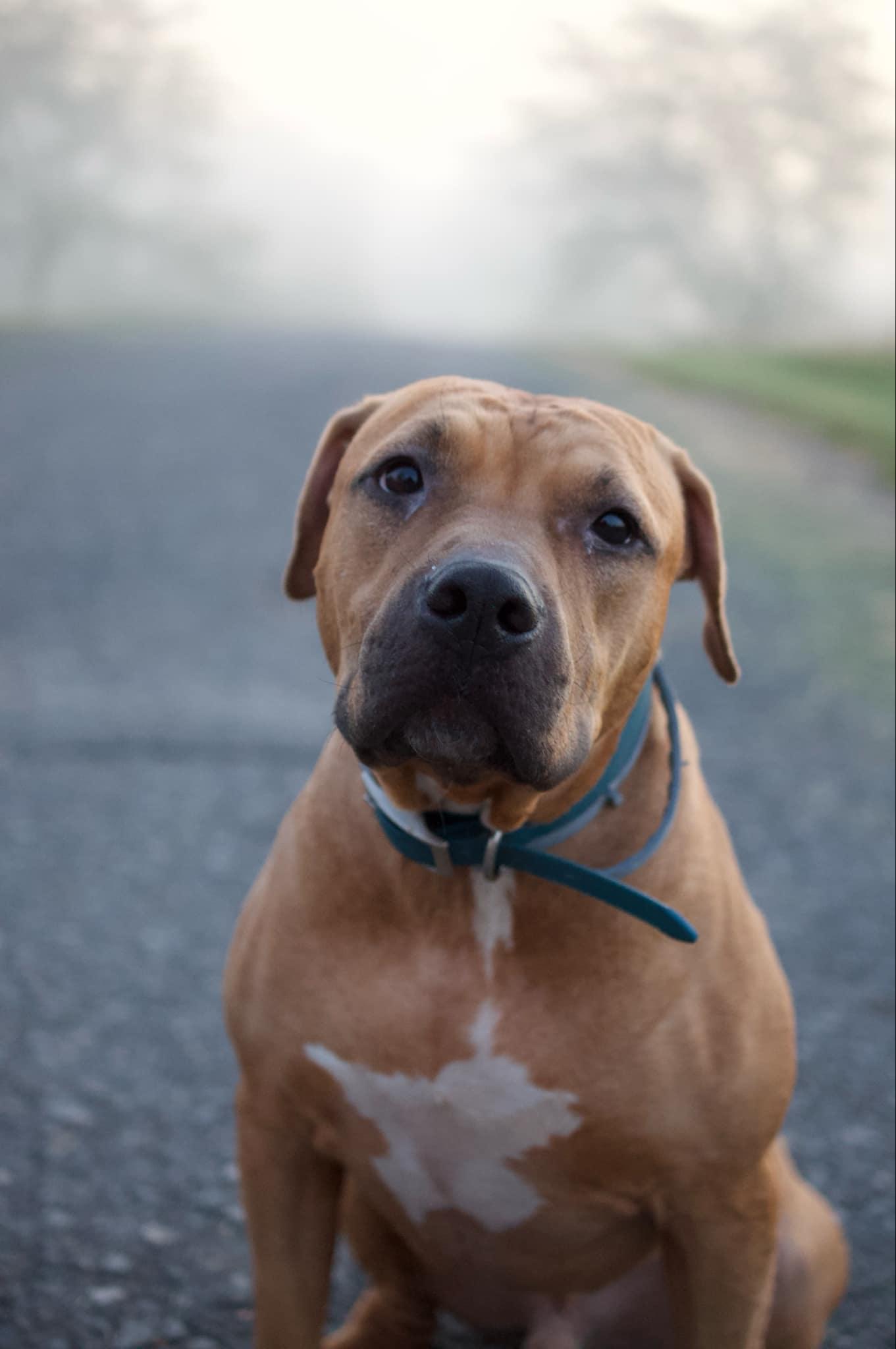 Enlarge Apollo - URGENT!, a Adopted mixed breed in Kerhonkson, NY image 3/6