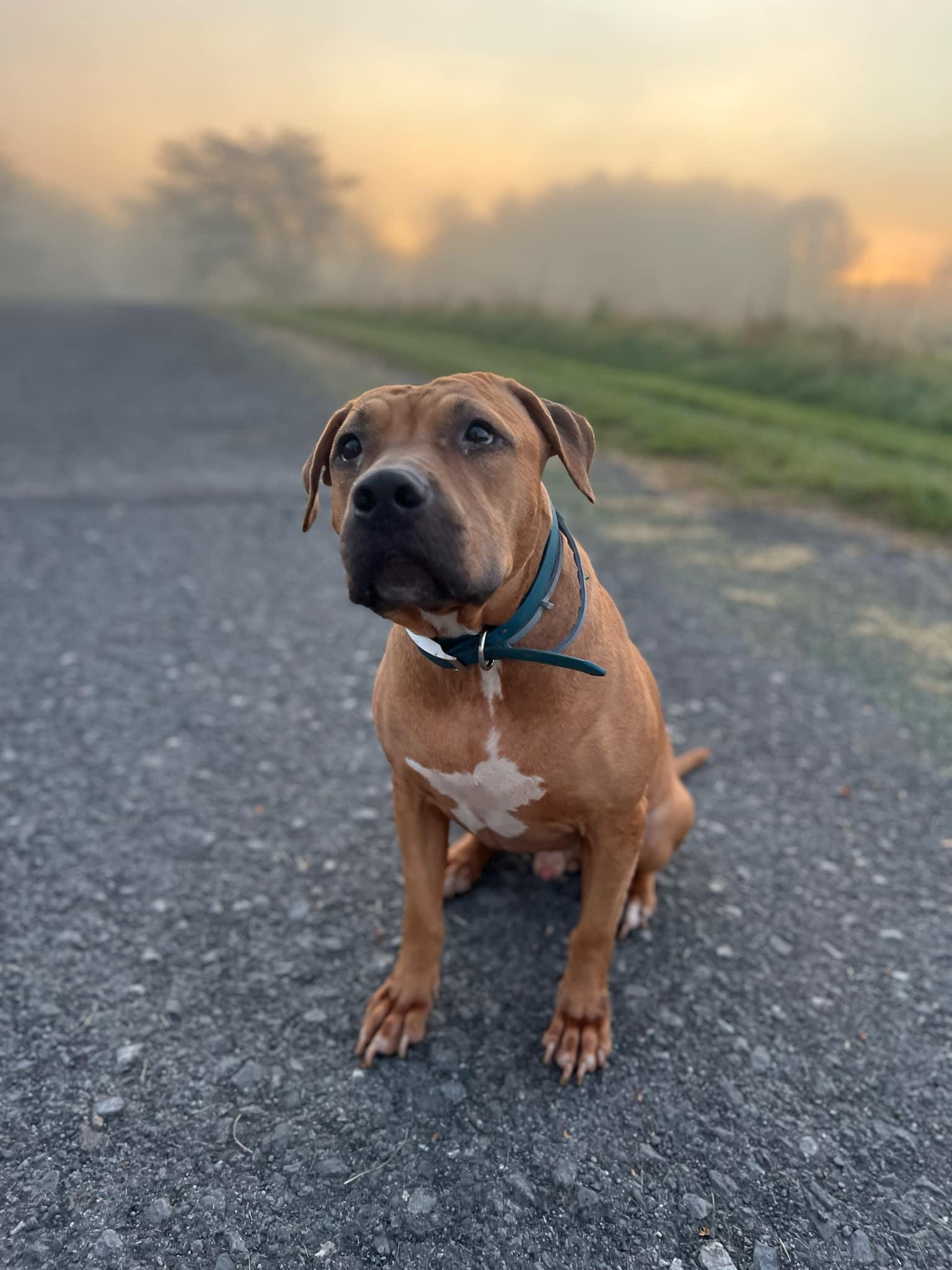 Enlarge Apollo - URGENT!, a Adopted mixed breed in Kerhonkson, NY image 4/6