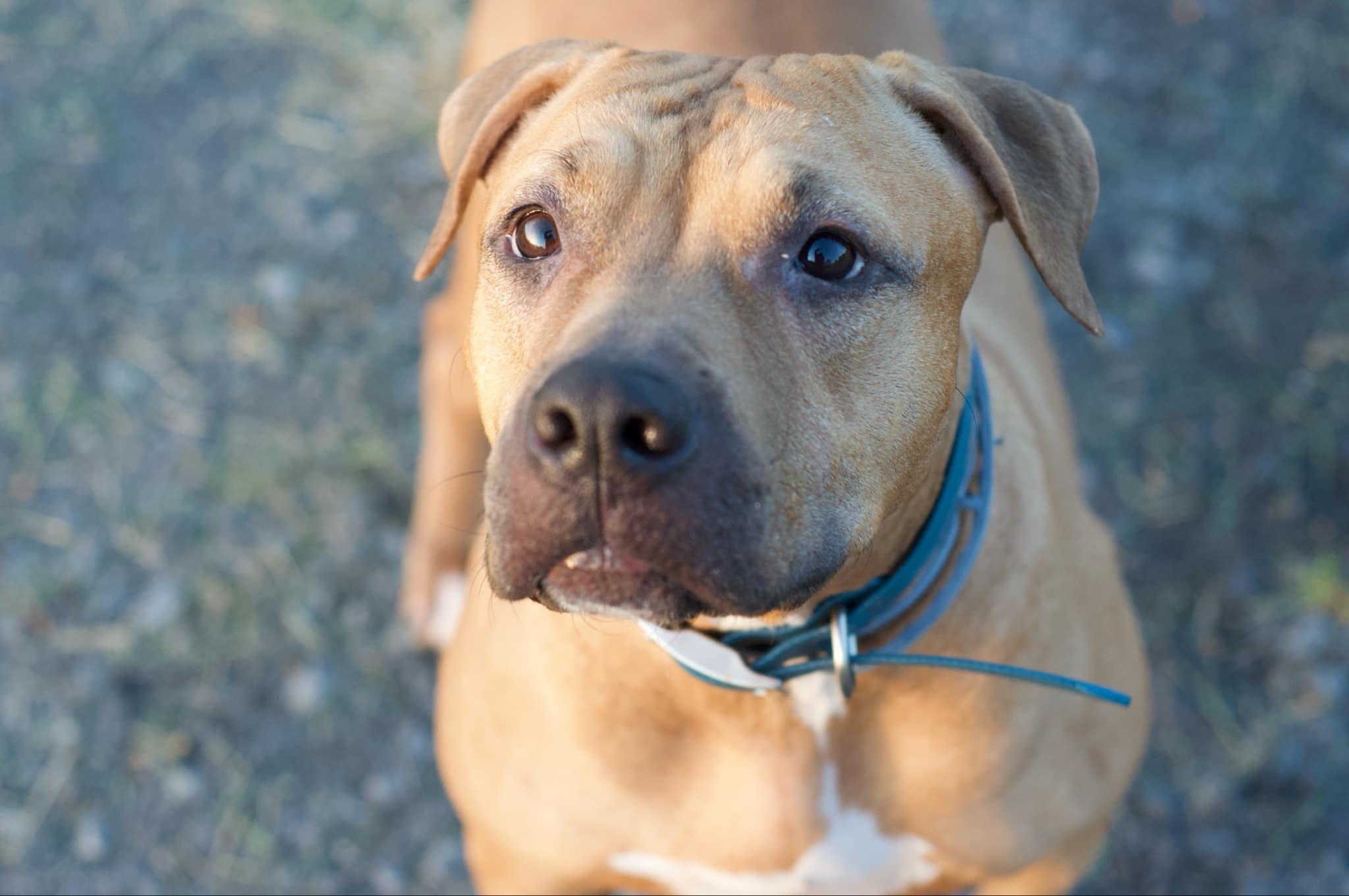 Enlarge Apollo - URGENT!, a Adopted mixed breed in Kerhonkson, NY image 5/6