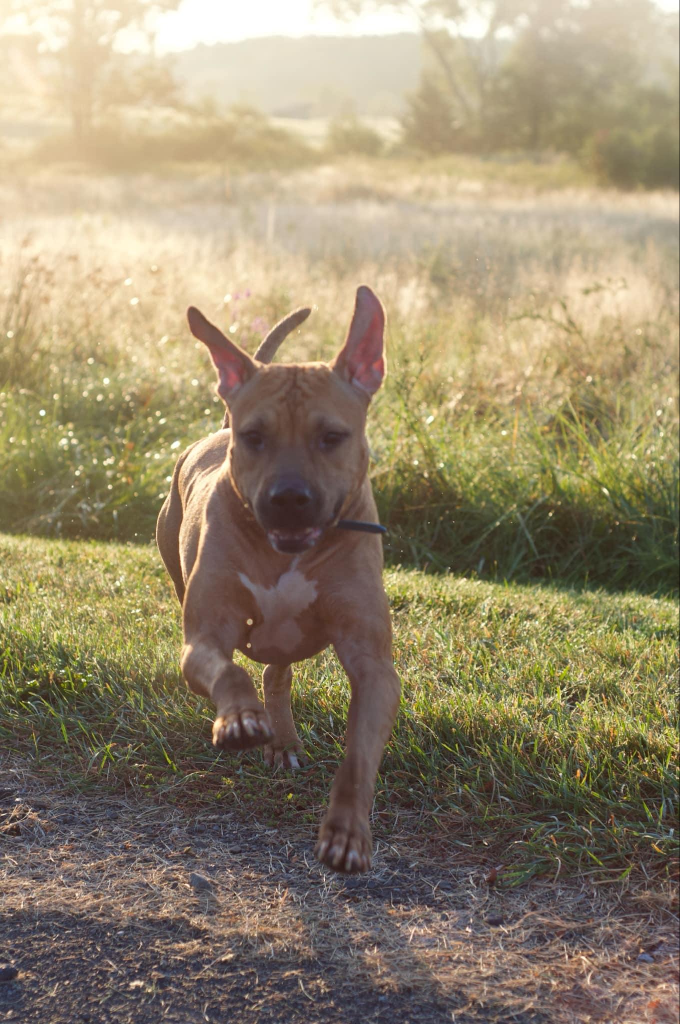 Enlarge Apollo - URGENT!, a Adopted mixed breed in Kerhonkson, NY image 6/6
