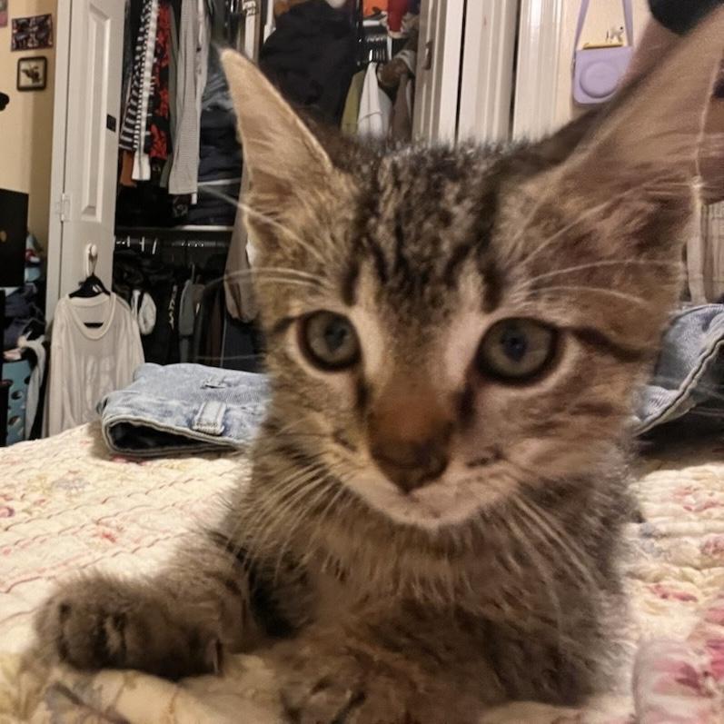 Walnut, an adoptable Domestic Short Hair in Bentonville, AR image 2/2