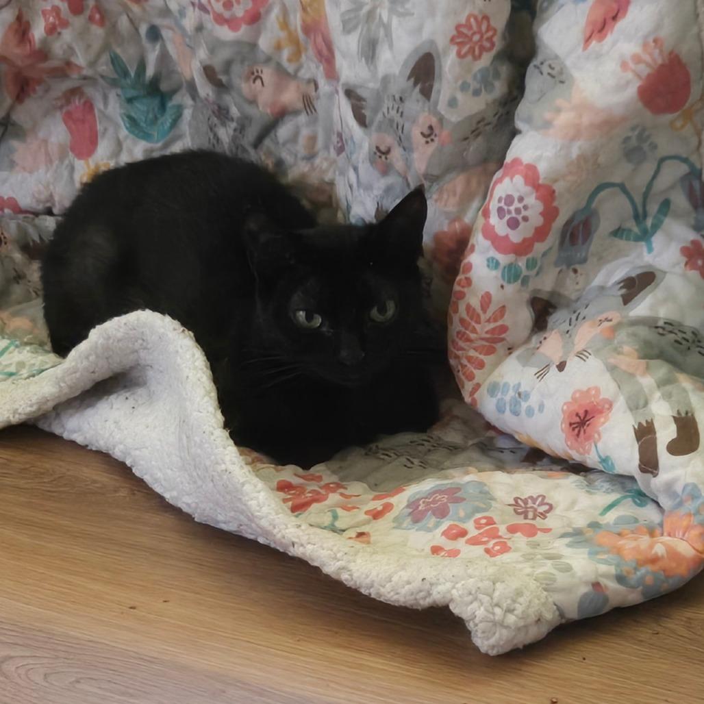 Enlarge Chop Stick, a Adoptable Domestic Short Hair in Houston, TX image 1/1