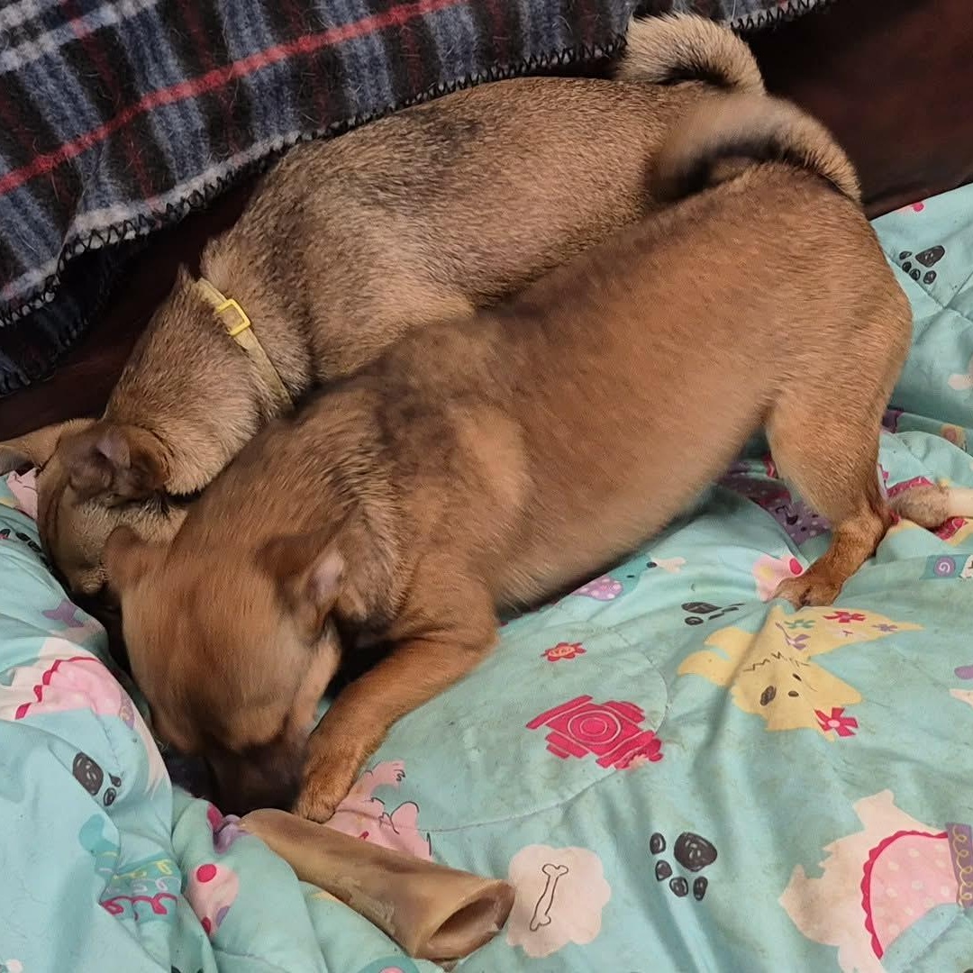 Enlarge Cera and Sassy, a ADOPTABLE mixed breed in Chatham, ON image 2/6