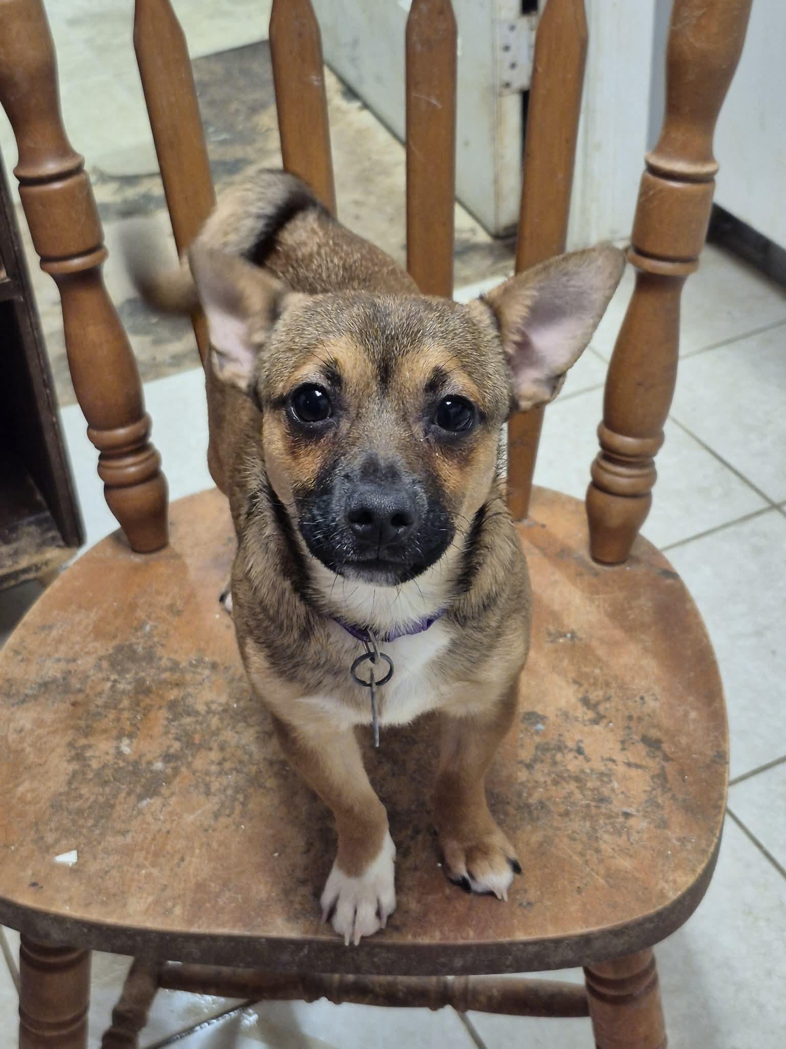 Enlarge Sassy, a ADOPTABLE mixed breed in Chatham, ON image 3/3