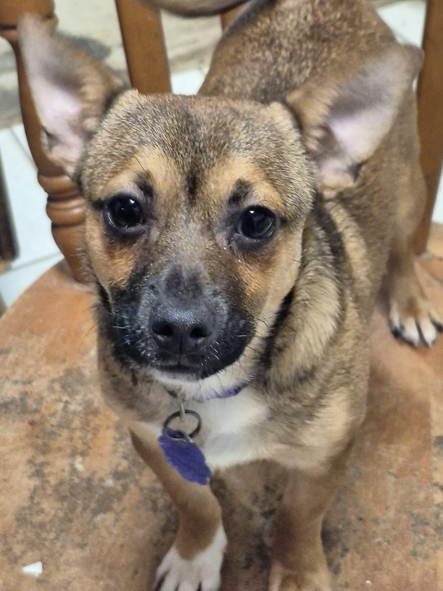 Enlarge Sassy, a ADOPTABLE mixed breed in Chatham, ON image 2/3