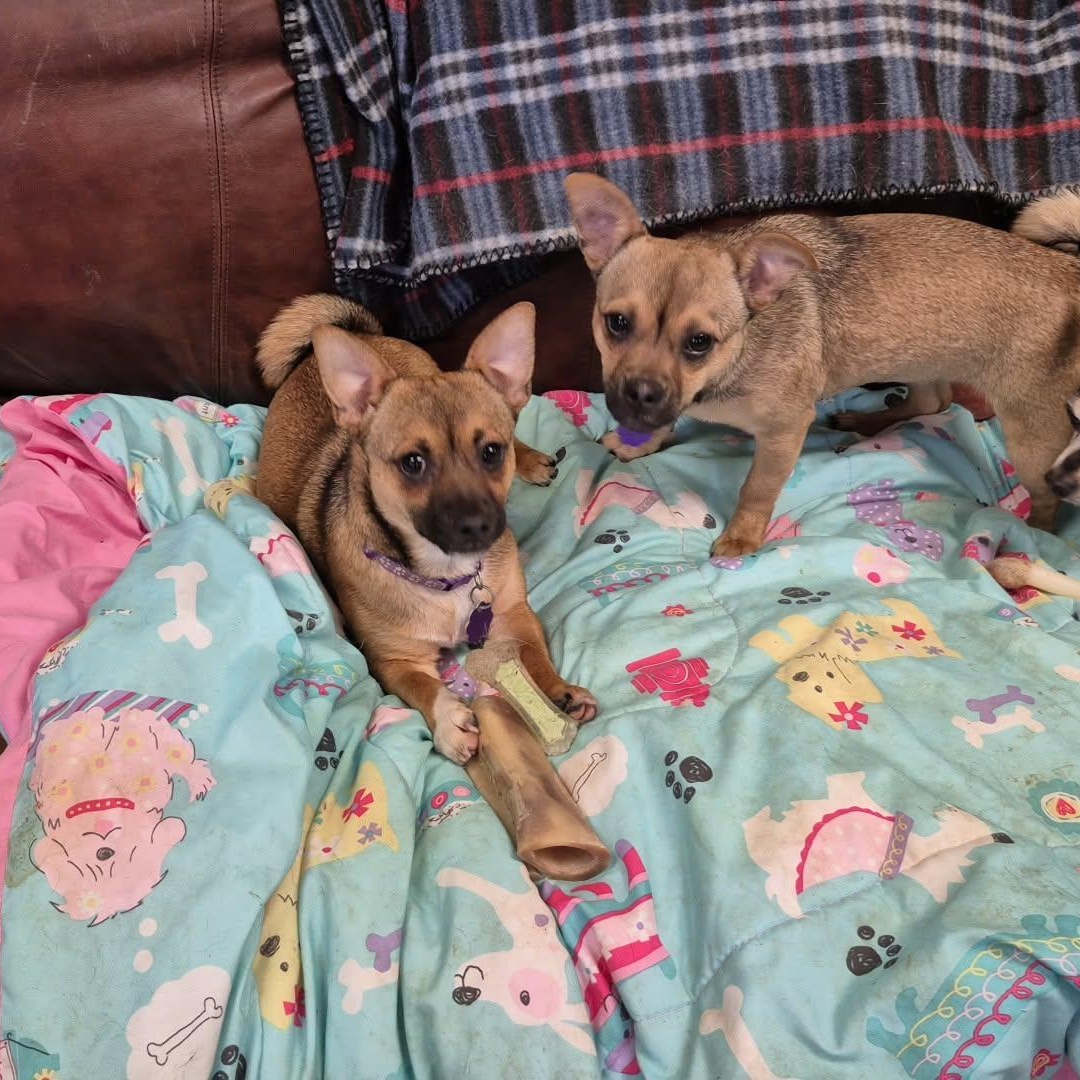 Enlarge Cera and Sassy, a ADOPTABLE mixed breed in Chatham, ON image 1/6