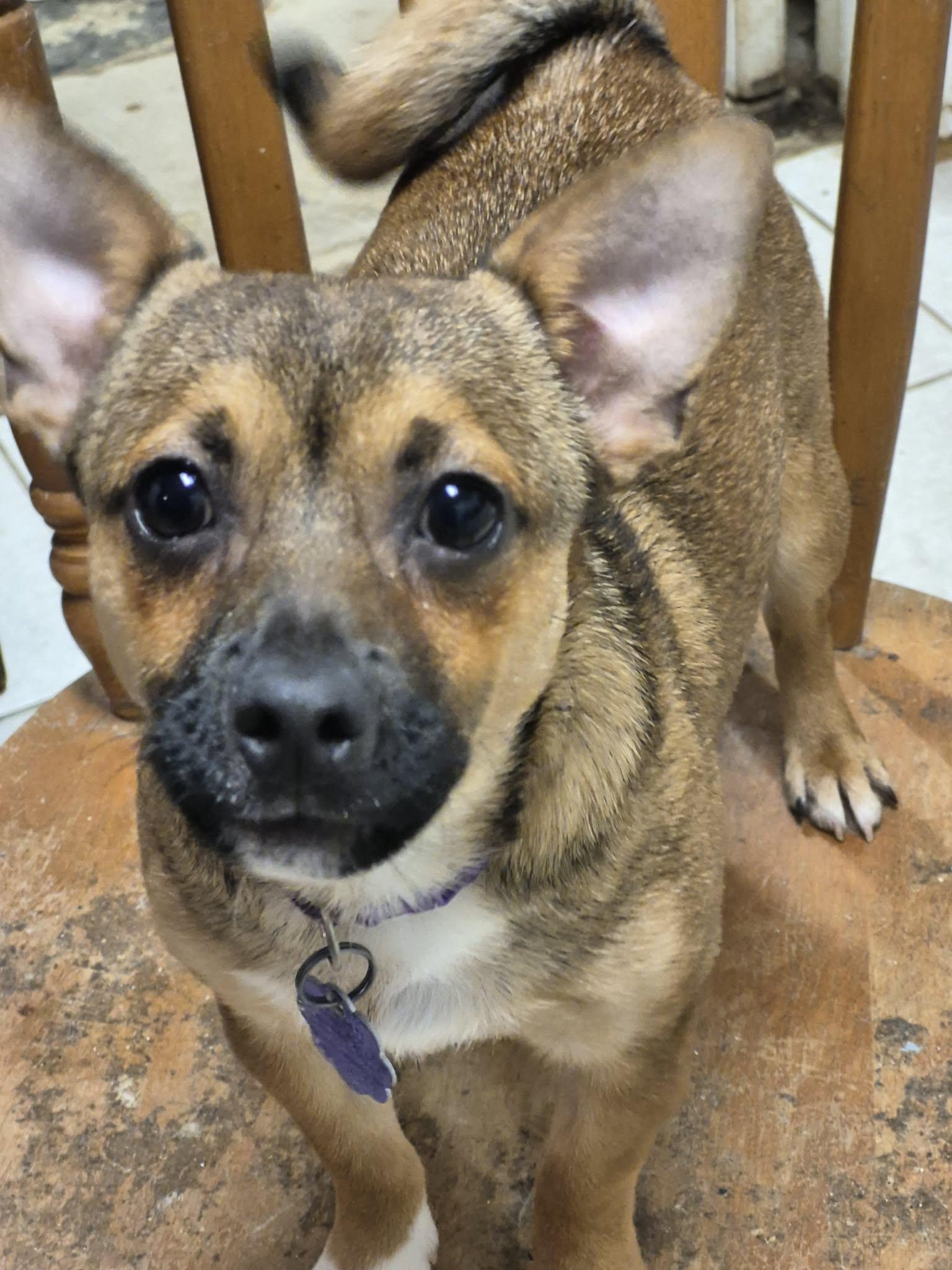 Sassy, ADOPTABLE, Puppy Female Yorkshire Terrier & Chihuahua.