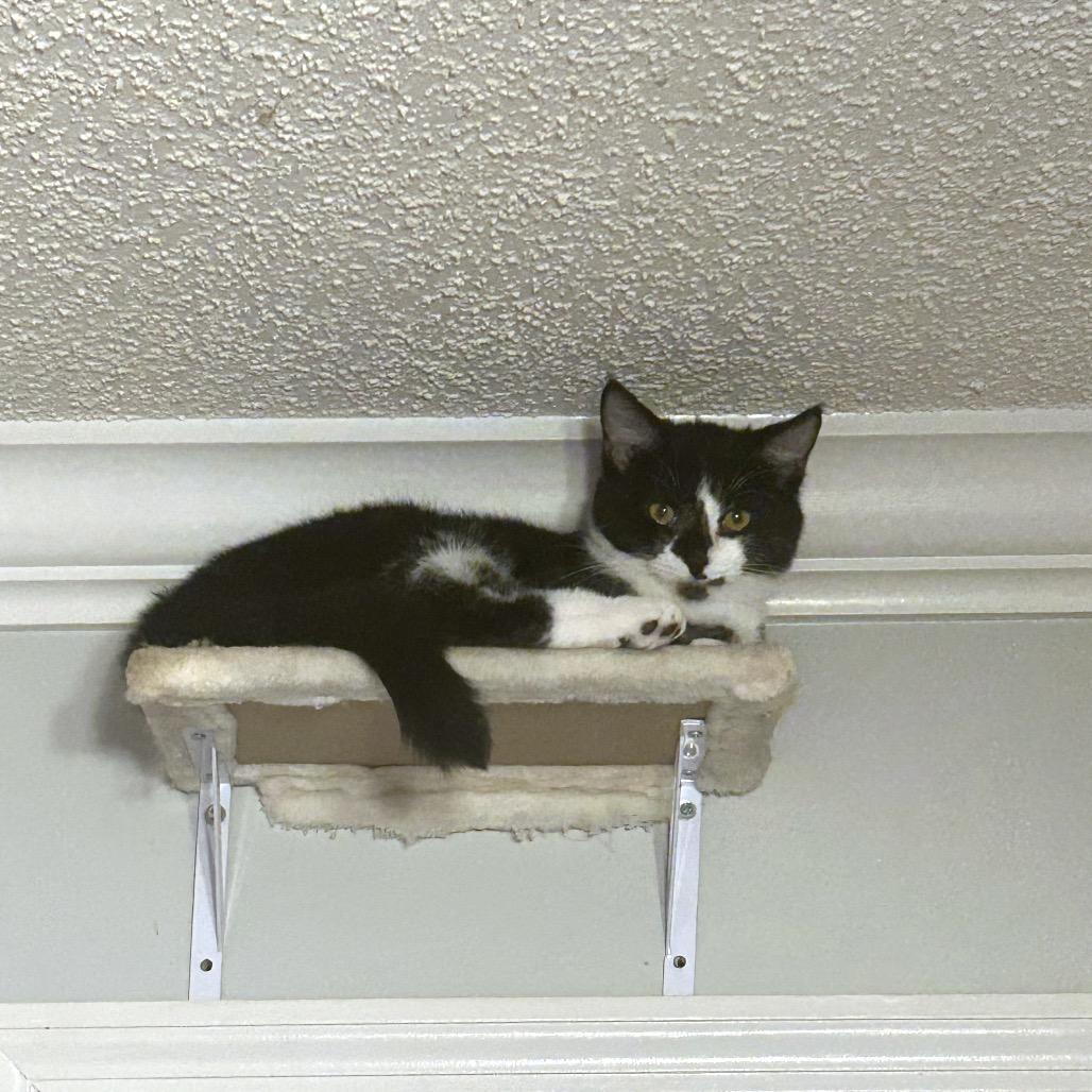 Enlarge Happy Panda, a Adoptable Domestic Short Hair in Huntsville, AL image 1/3