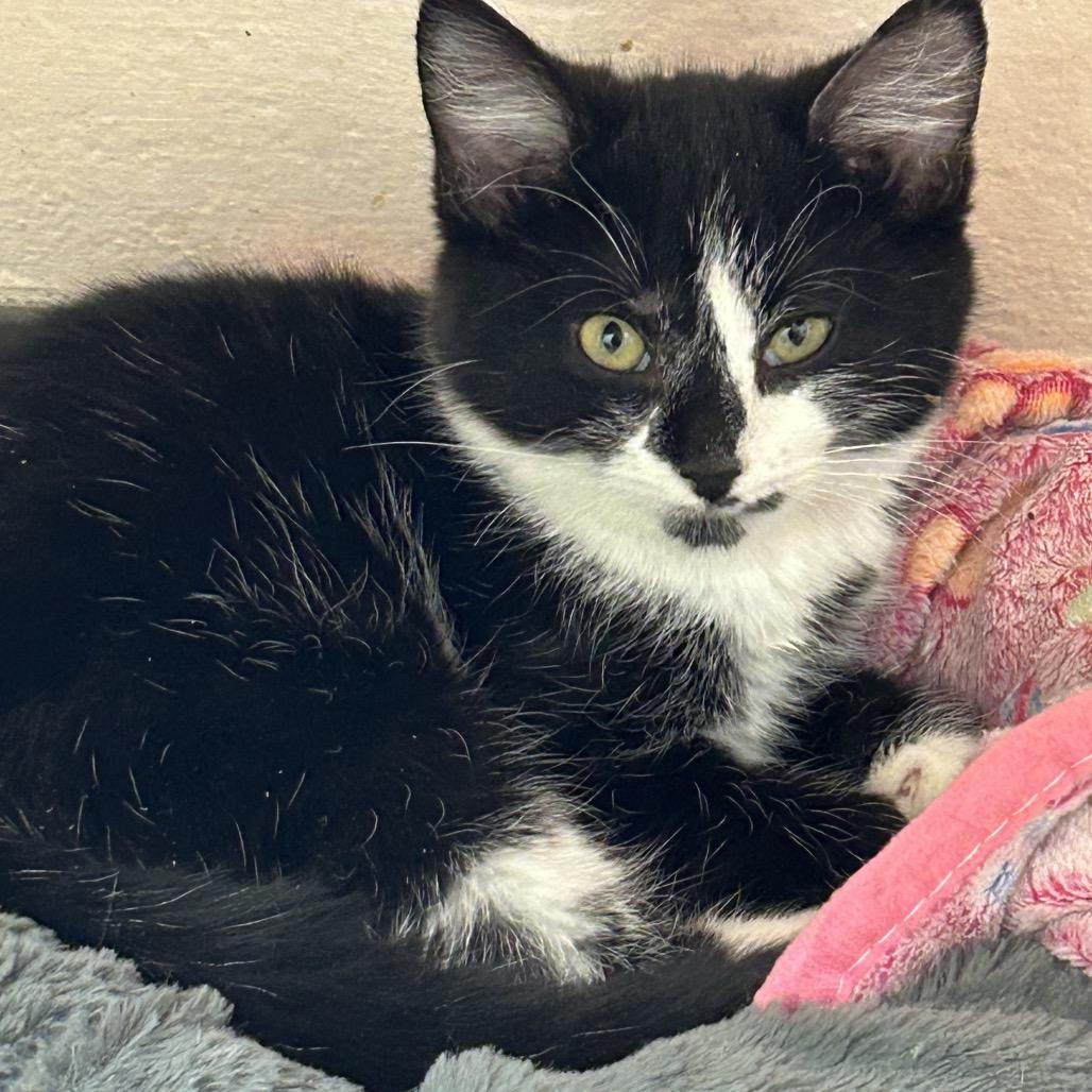 Enlarge Happy Panda, a Adoptable Domestic Short Hair in Huntsville, AL image 2/3