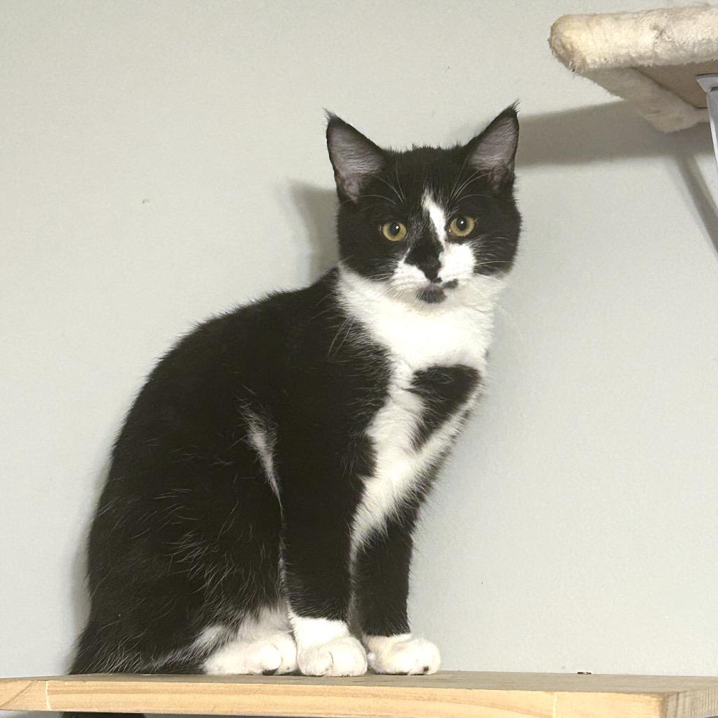 Enlarge Happy Panda, a Adoptable Domestic Short Hair in Huntsville, AL image 3/3
