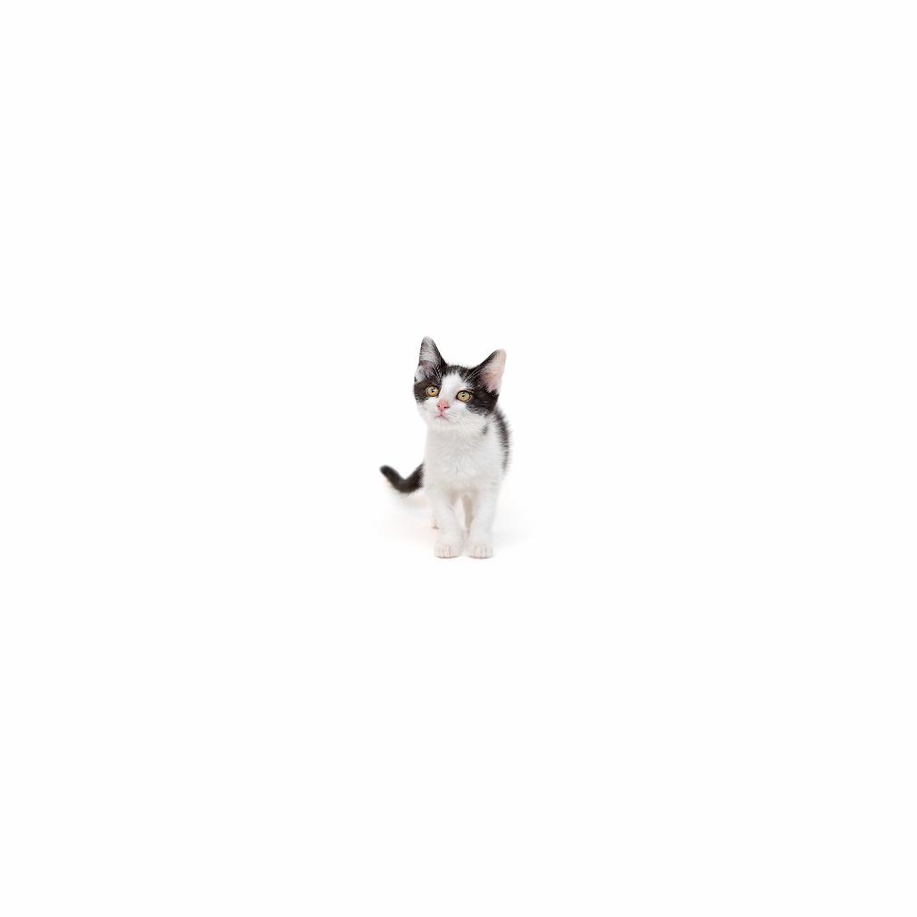 Foxglove, Adoptable, Kitten Female Domestic Short Hair.