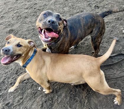 Juniper, Adoptable, Puppy Female Mixed Breed & Mixed Breed.