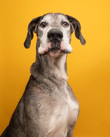 Enlarge Atlas, an adopted Great Dane in Florence, OR image 2/3