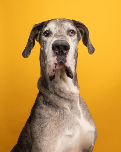 Enlarge Atlas, an adopted Great Dane in Florence, OR image 1/3