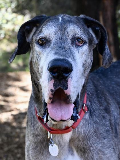 Enlarge Atlas, an adopted Great Dane in Florence, OR image 3/3