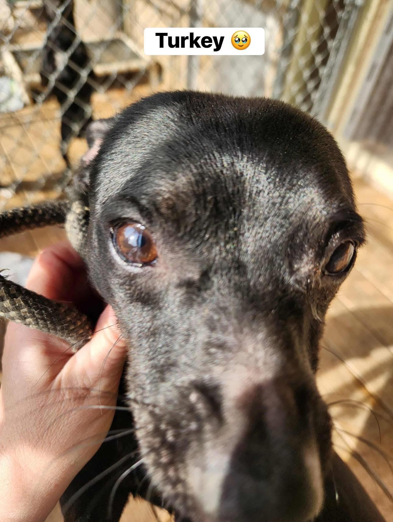 Foster or Foster to Adopt needed for Thanksgiving Pups, Adoptable, Young Male Chihuahua.