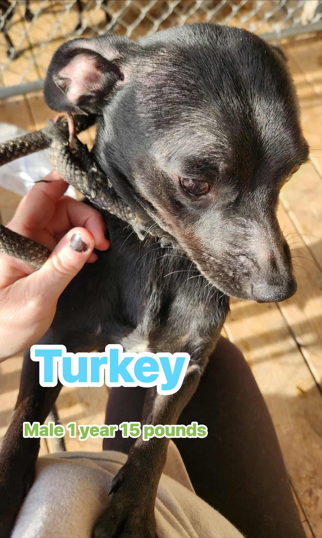 Enlarge Foster or Foster to Adopt needed for Thanksgiving Pups, a Adoptable mixed breed in GLEN MILLS, PA image 4/6