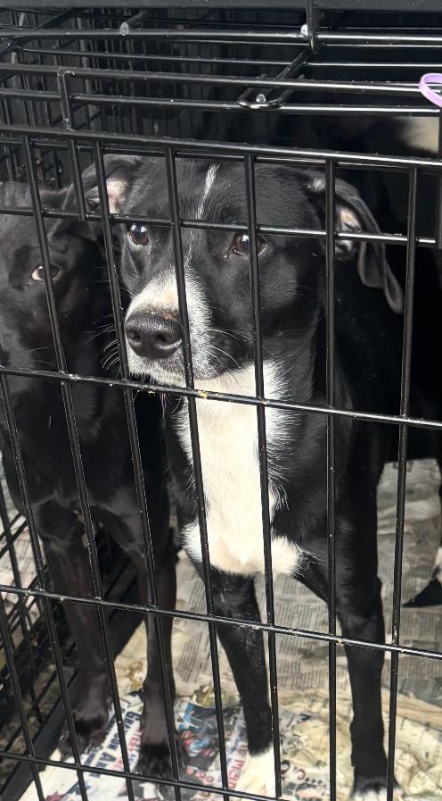 Enlarge Beans, a Adoptable mixed breed in GLEN MILLS, PA image 1/1
