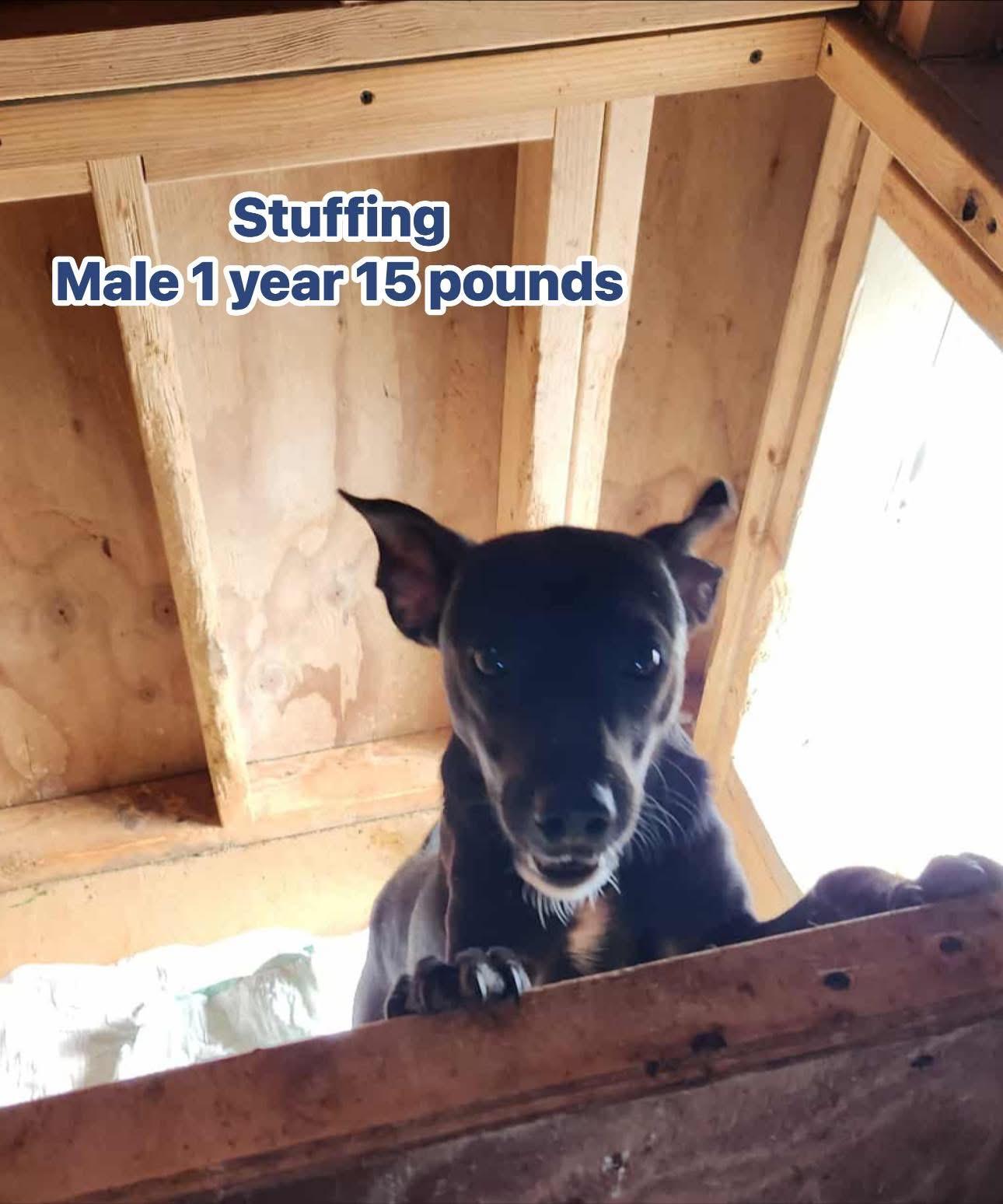 Enlarge Foster or Foster to Adopt needed for Thanksgiving Pups, a Adoptable mixed breed in GLEN MILLS, PA image 5/6