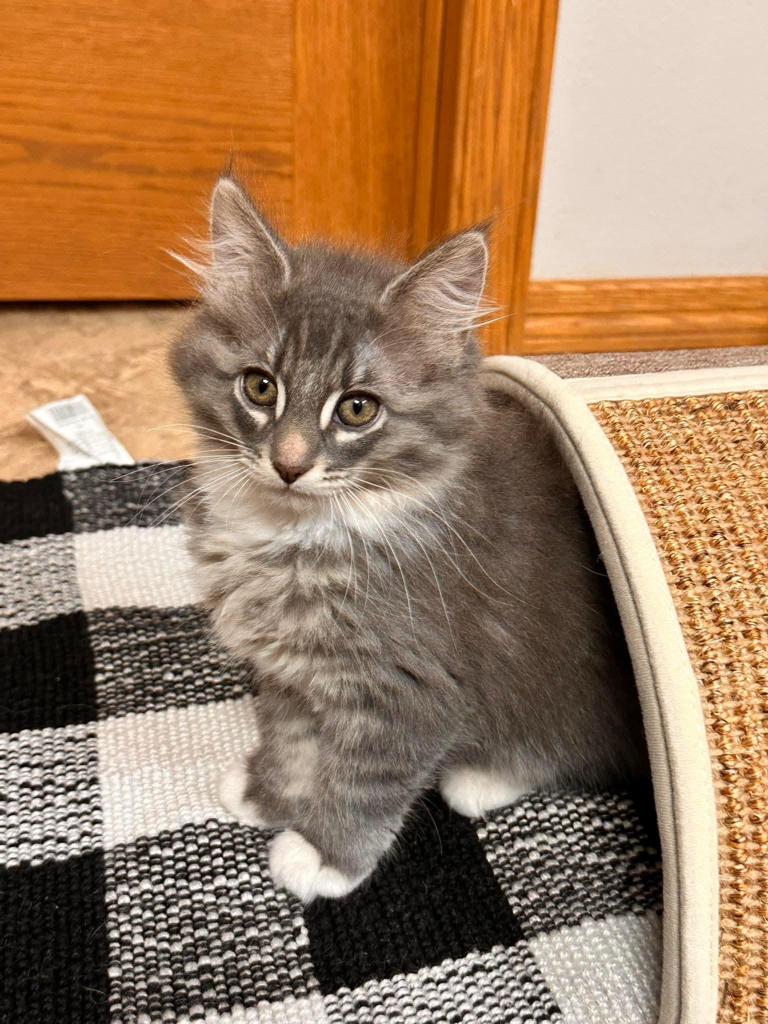Enlarge FiFi, a Adoptable Domestic Medium Hair in Shakopee, MN image 2/6