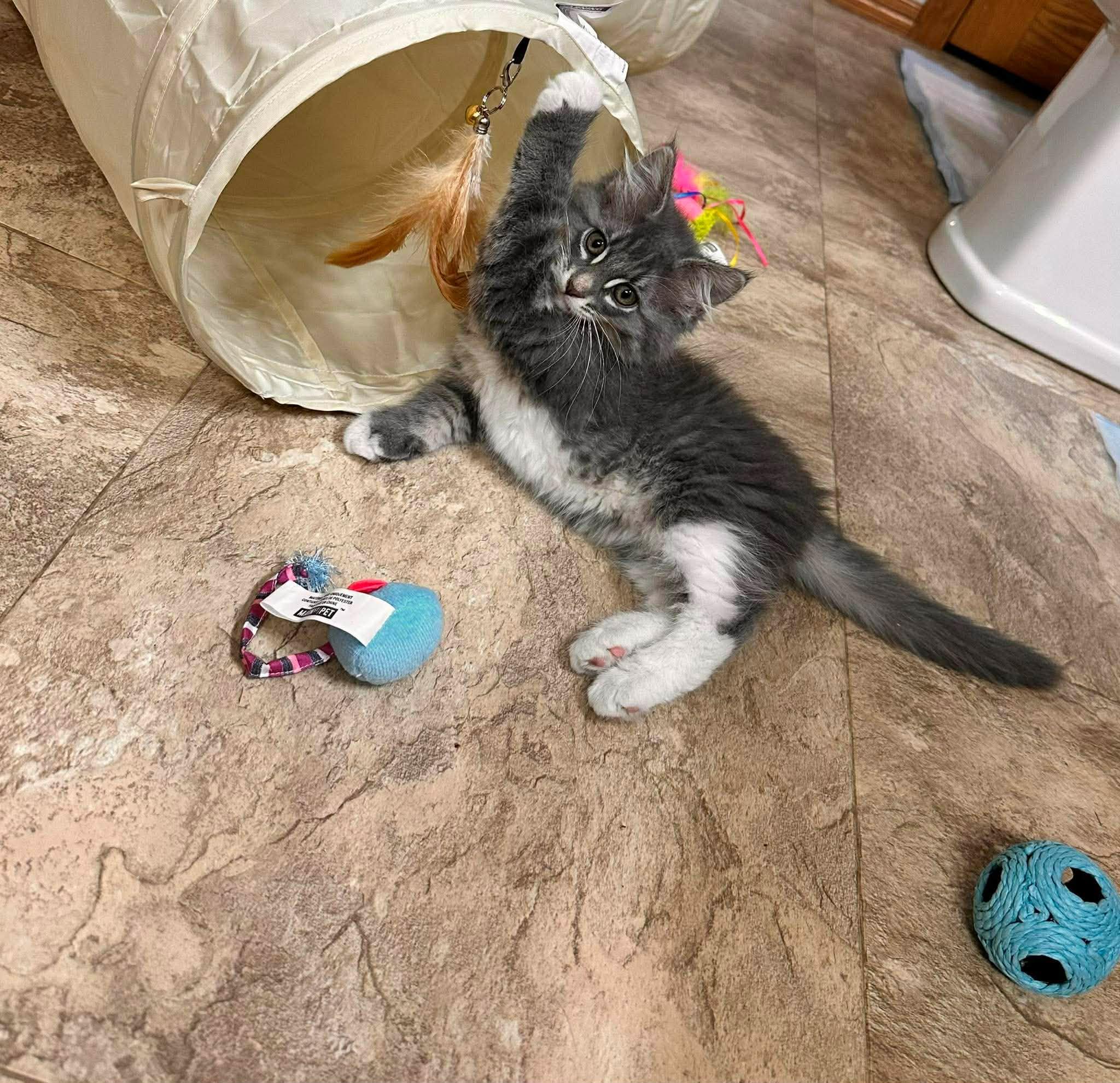 Enlarge FiFi, a Adoptable Domestic Medium Hair in Shakopee, MN image 3/6