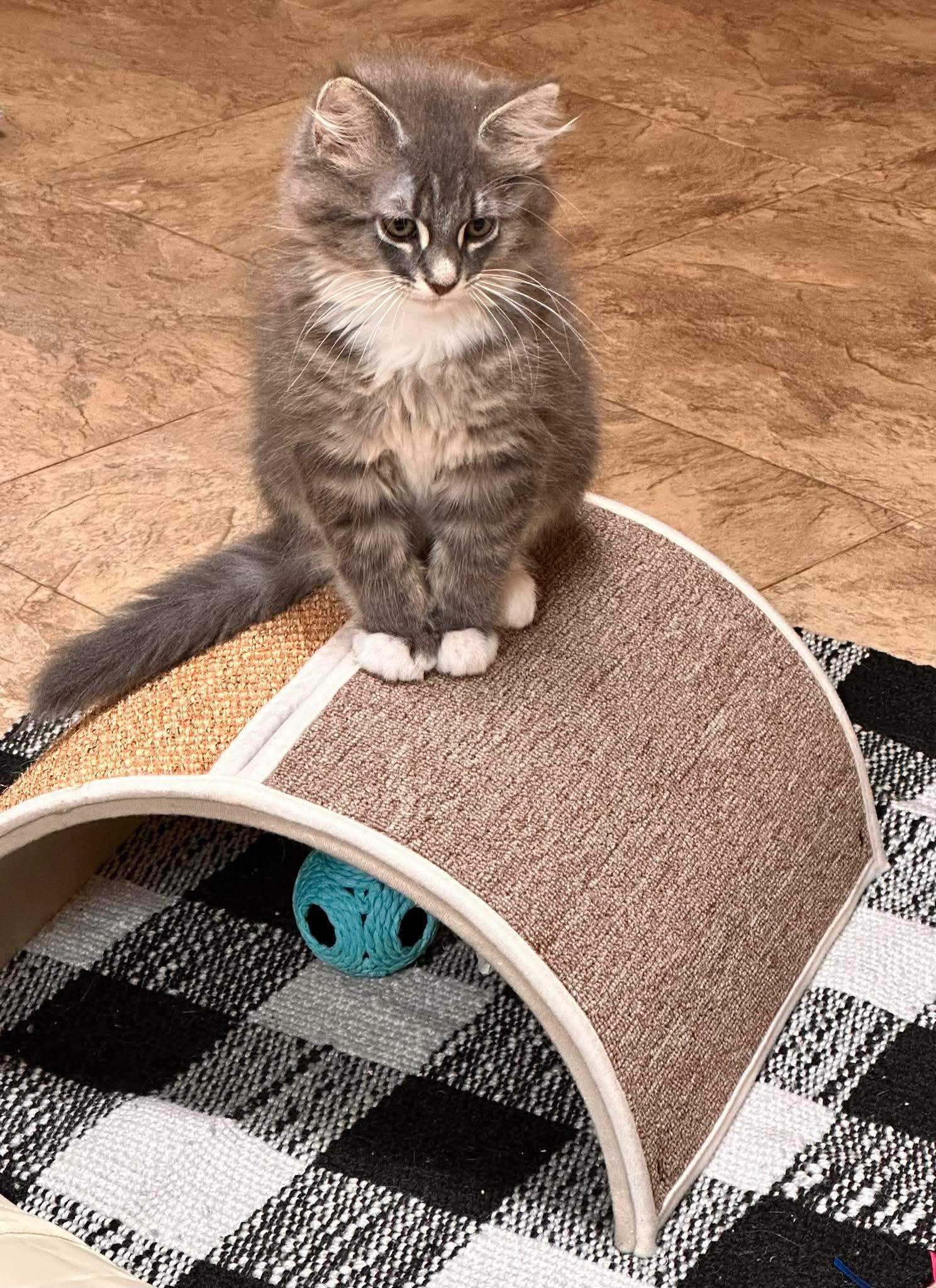 Enlarge FiFi, a Adoptable Domestic Medium Hair in Shakopee, MN image 4/6