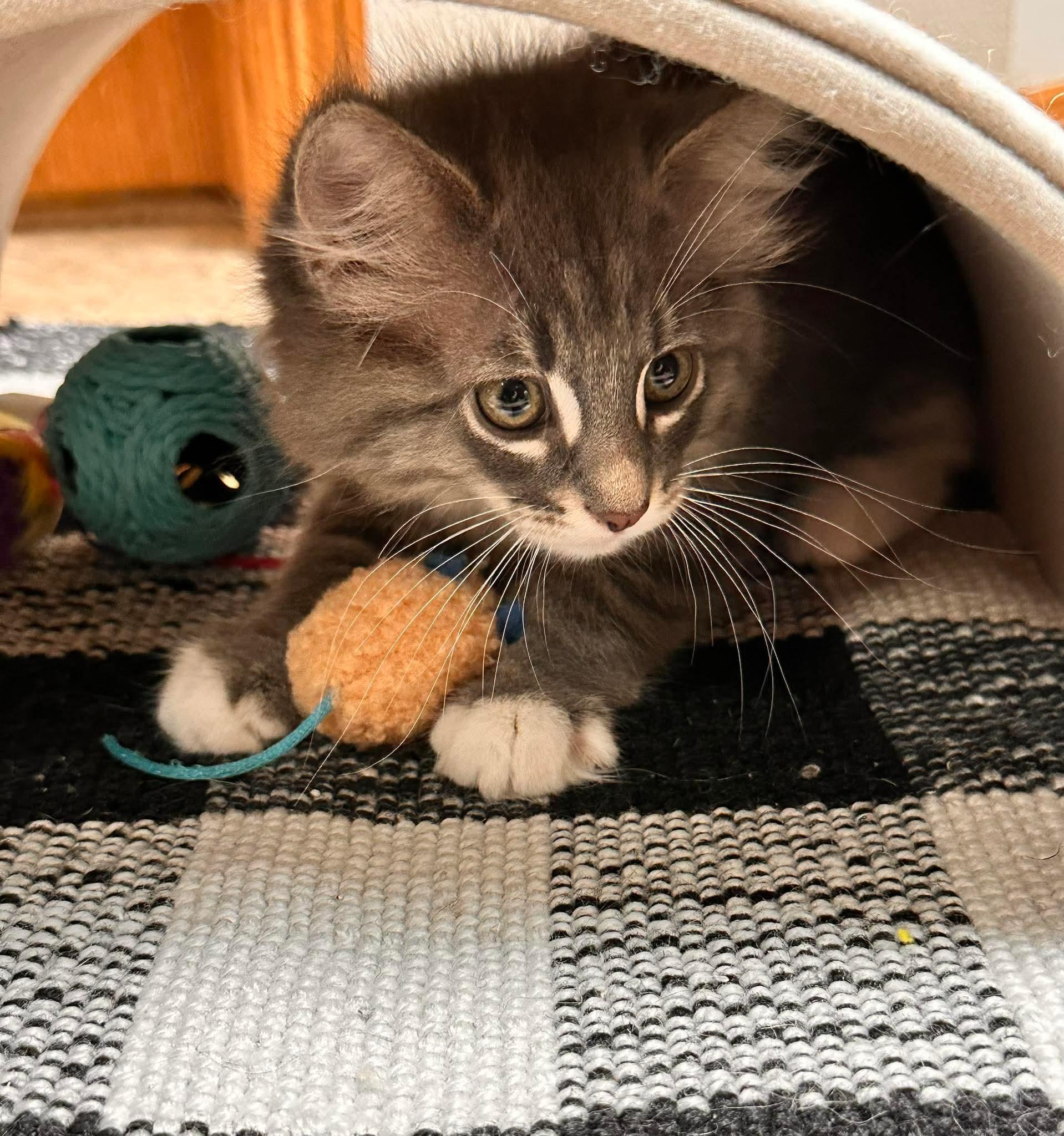 Enlarge FiFi, a Adoptable Domestic Medium Hair in Shakopee, MN image 5/6