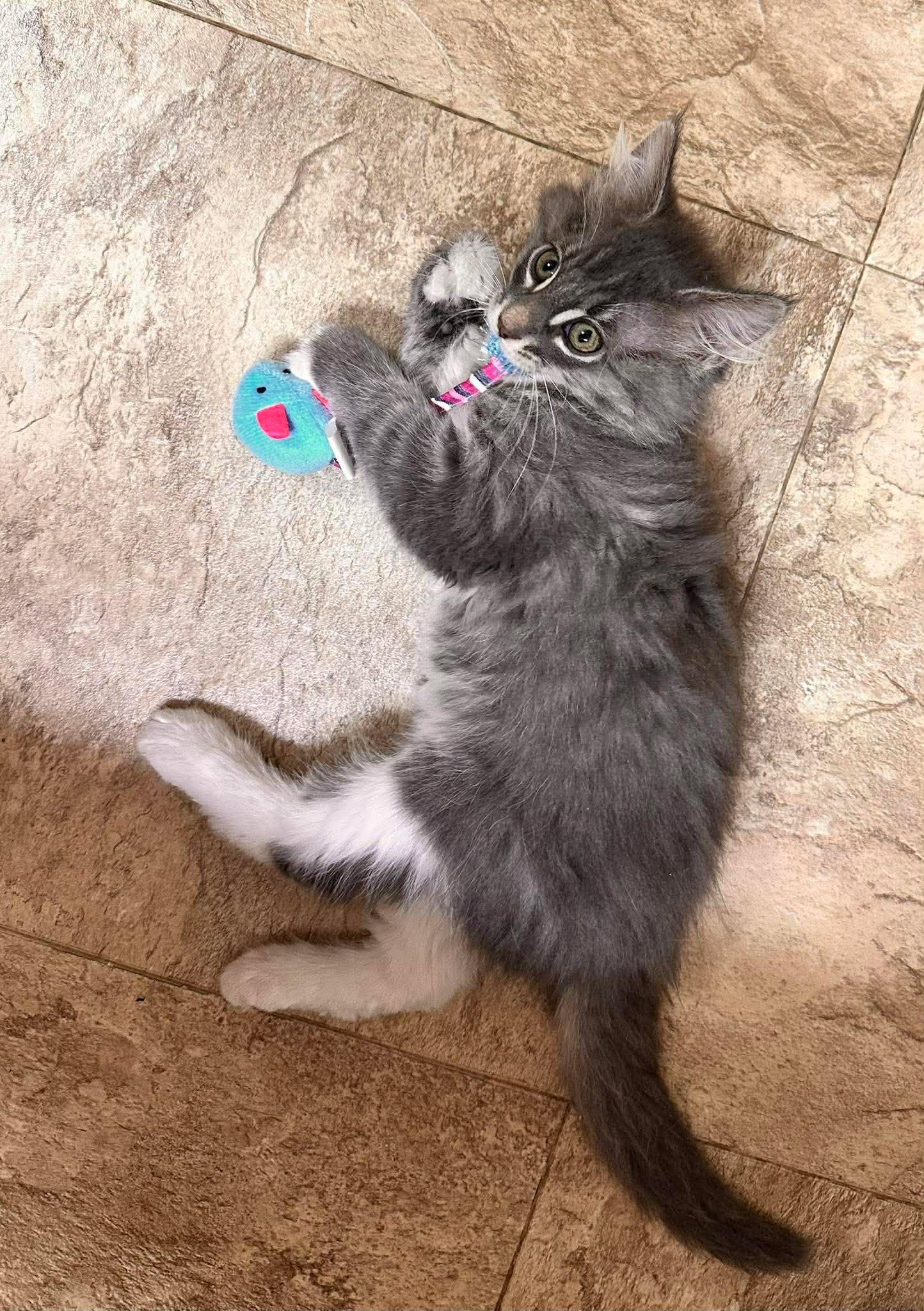 Enlarge FiFi, a Adoptable Domestic Medium Hair in Shakopee, MN image 6/6