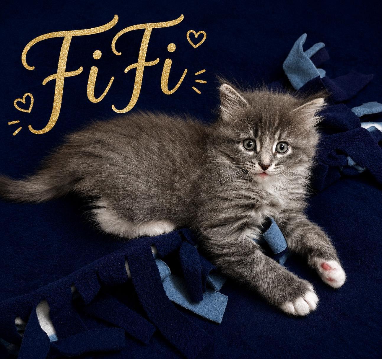FiFi, Adoptable, Kitten Female Domestic Medium Hair.