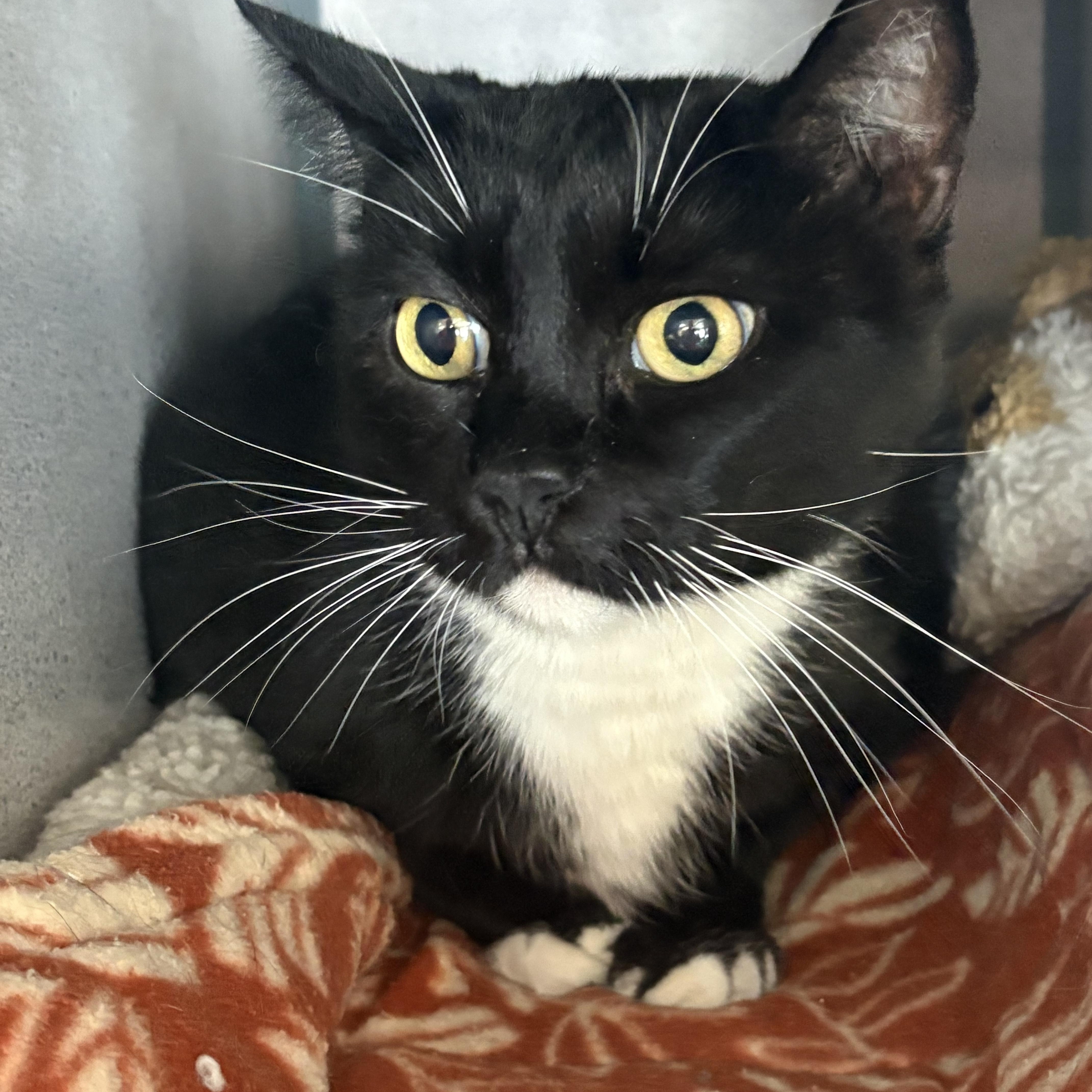 Enlarge Cleopatra, a ADOPTABLE Domestic Short Hair in Grass Valley, CA image 1/1