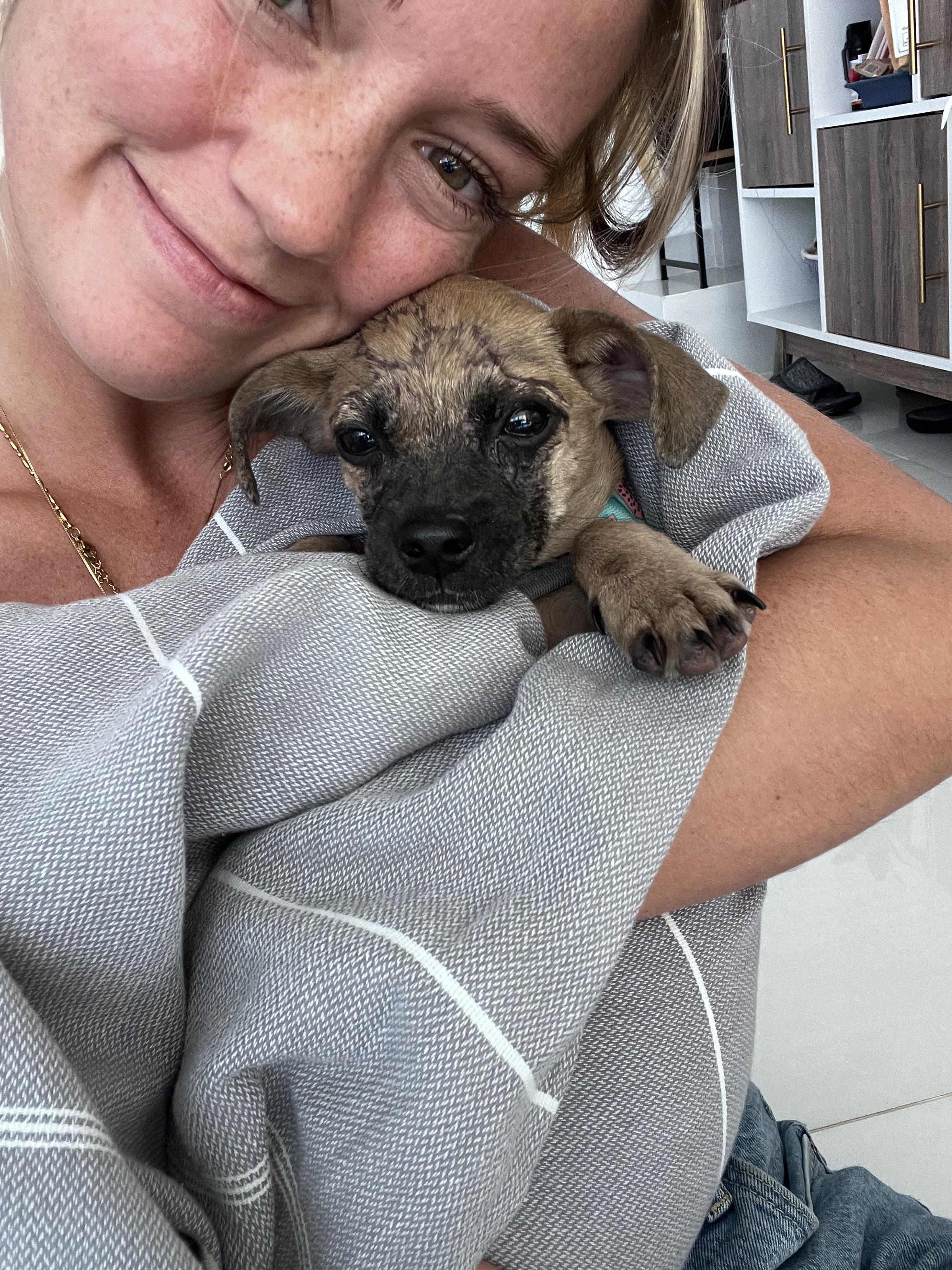 Bunny - Sweet as Honey🍯, adopted, Puppy Female Chihuahua & Beagle.