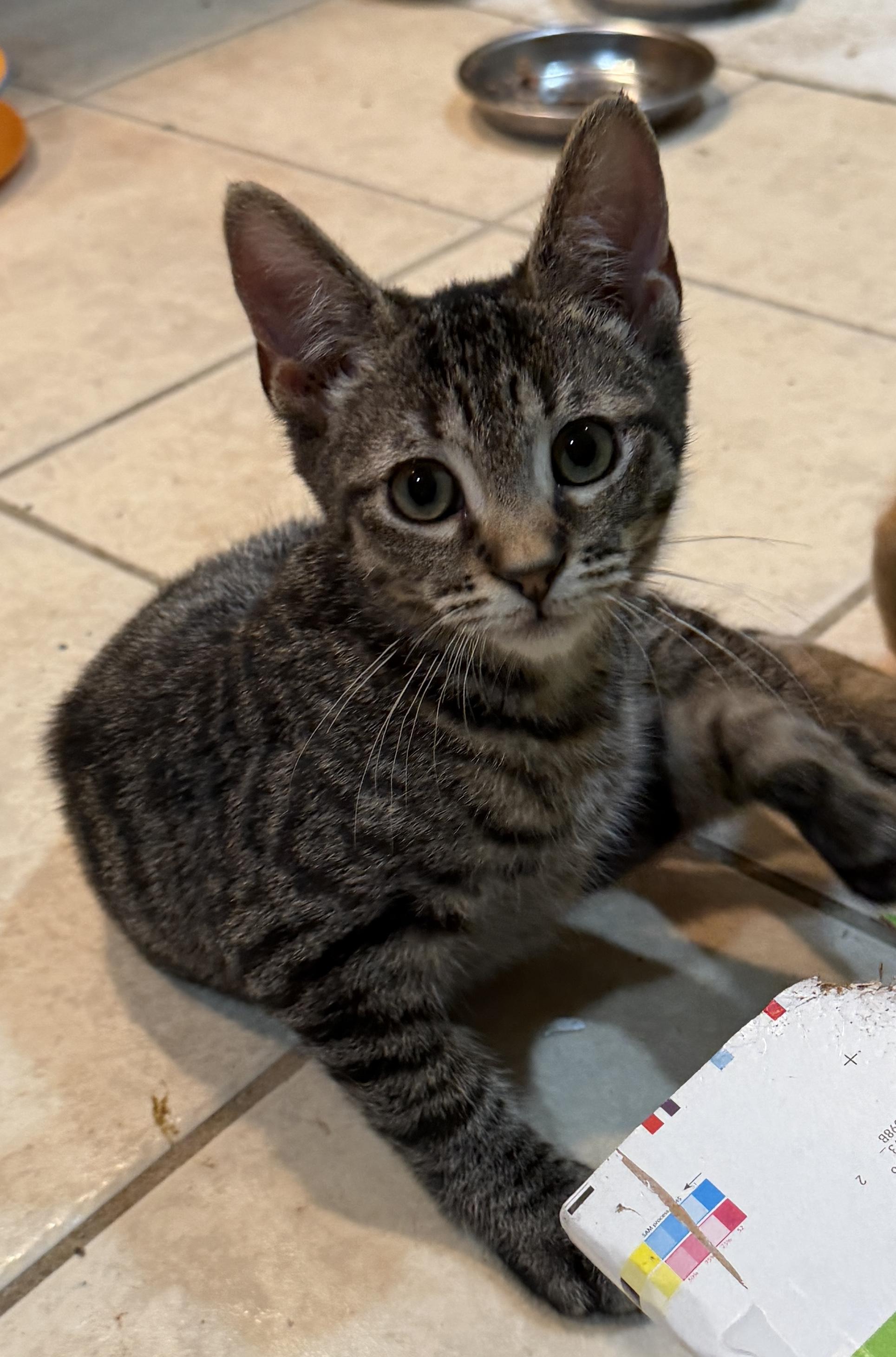 Enlarge Nella, a Adopted Domestic Short Hair in East Hanover, NJ image 5/5