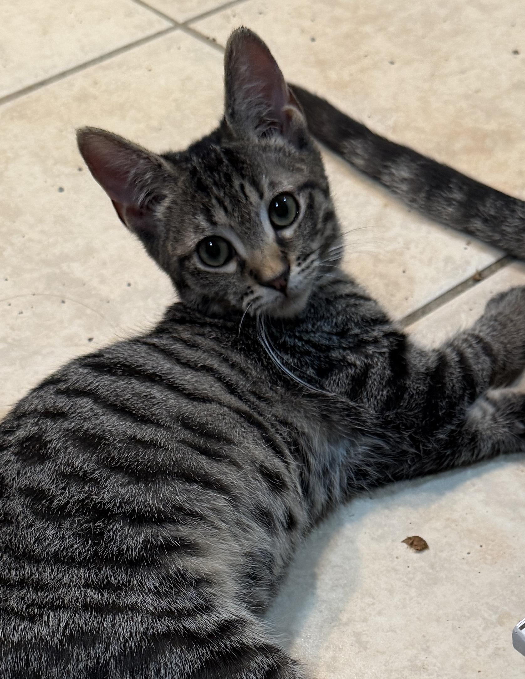 Nella, Adopted, Kitten Female Domestic Short Hair.