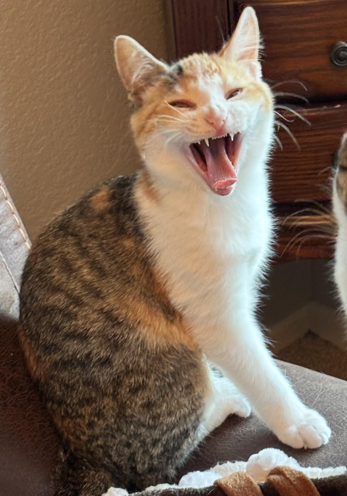 Spicy (bonded to Nutmeg)