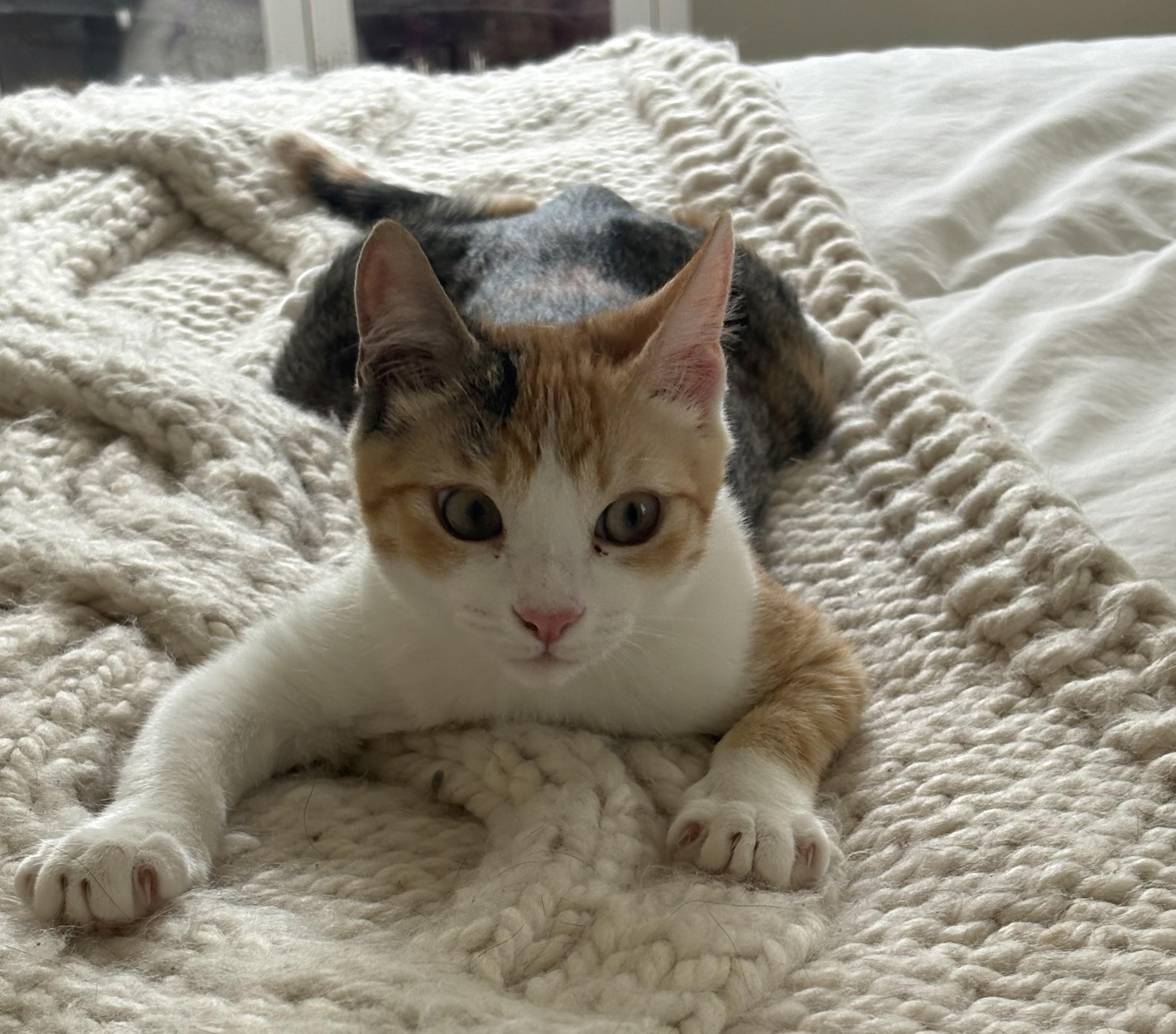 Spicy (bonded to Nutmeg) — thumbnail 2