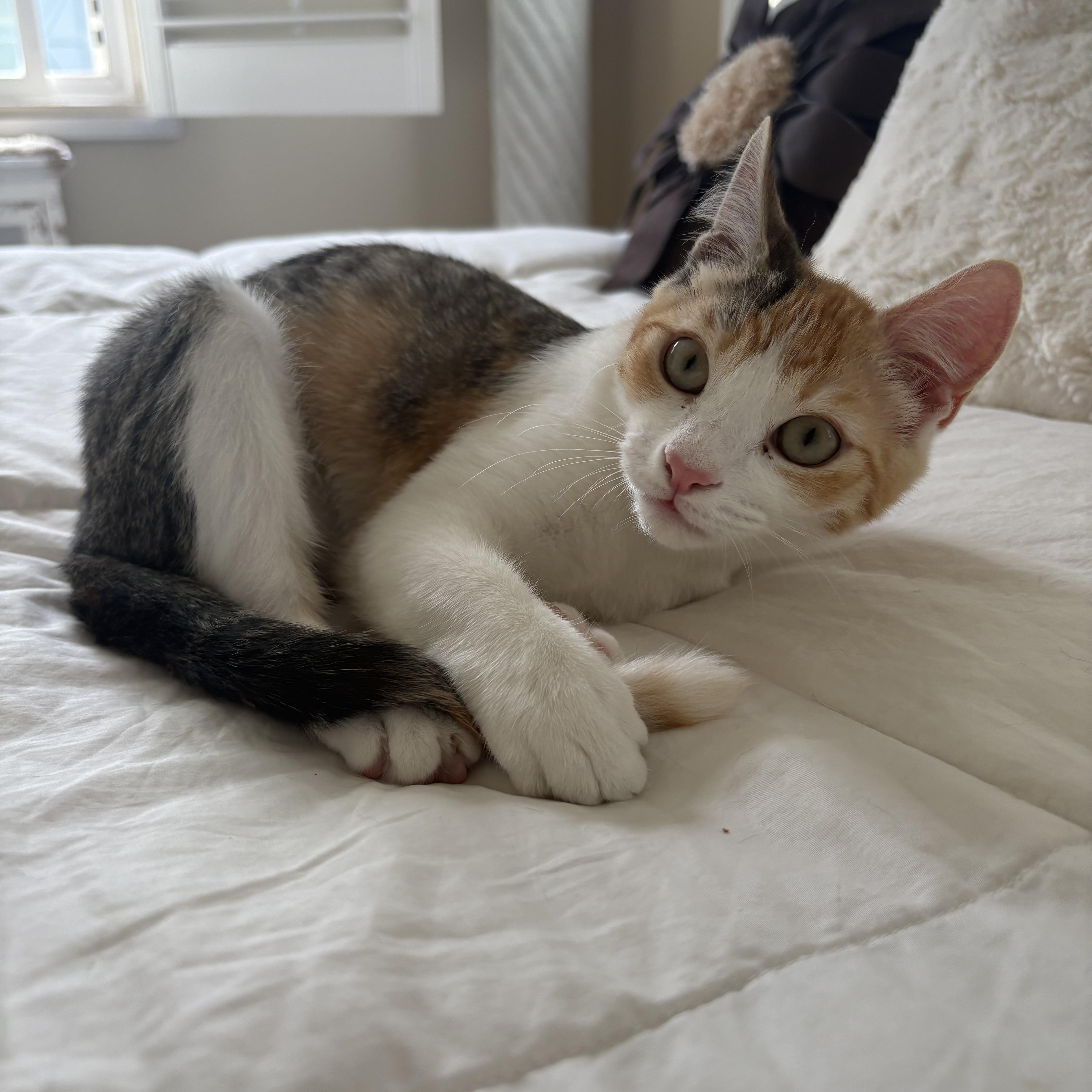 Spicy (bonded to Nutmeg) — thumbnail 3