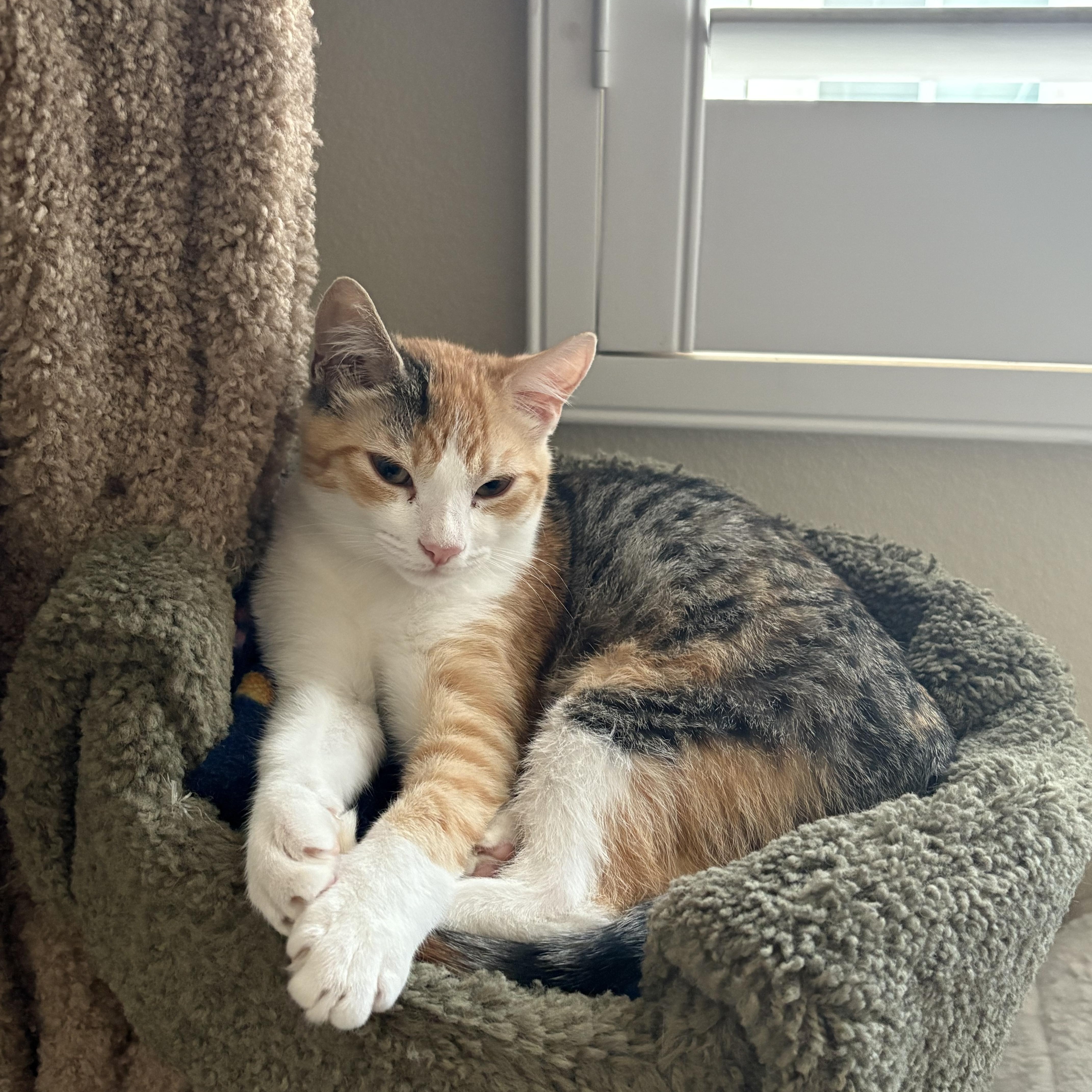 Spicy (bonded to Nutmeg) — thumbnail 4