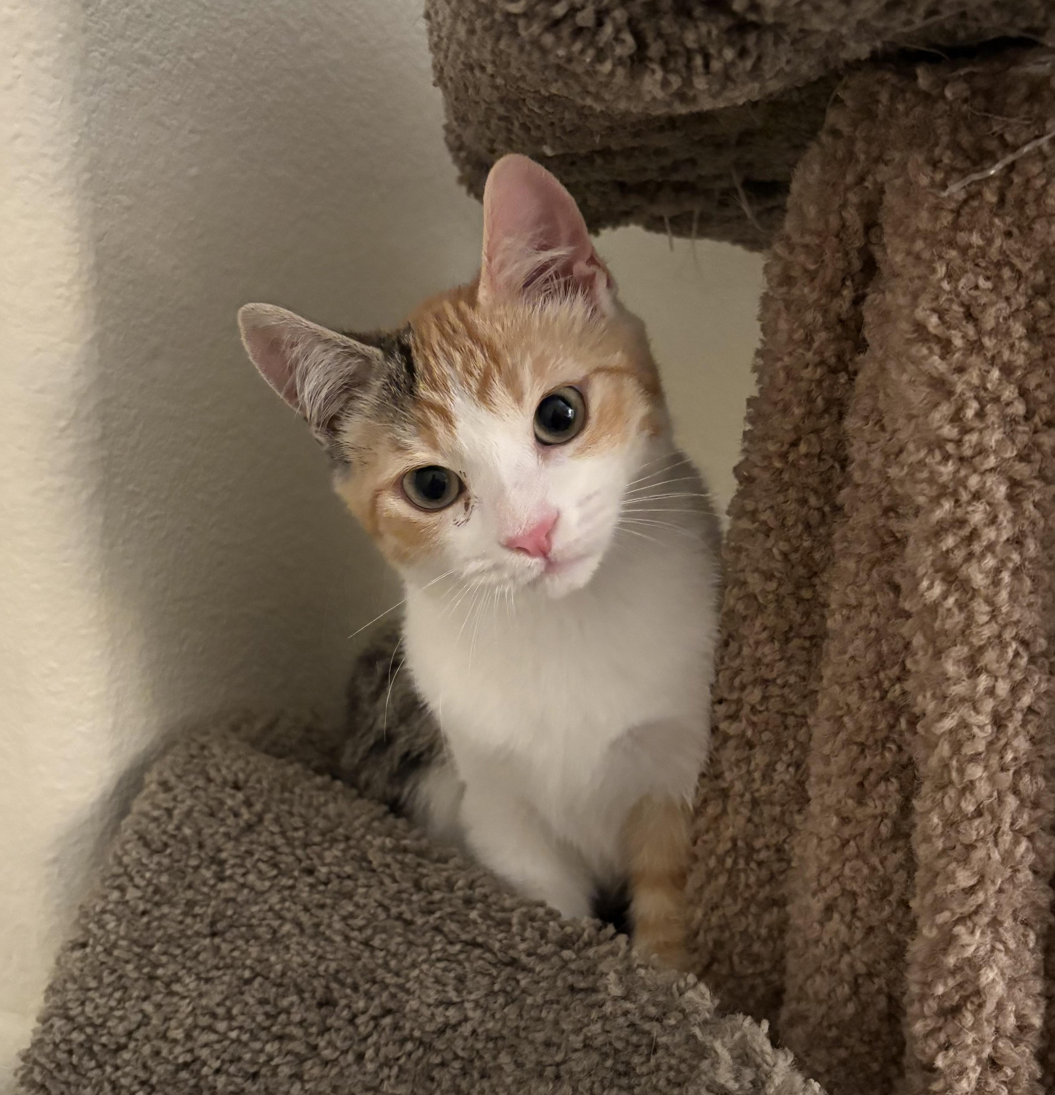 Spicy (bonded to Nutmeg) — thumbnail 5