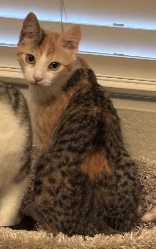 Spicy (bonded to Nutmeg) — thumbnail 6