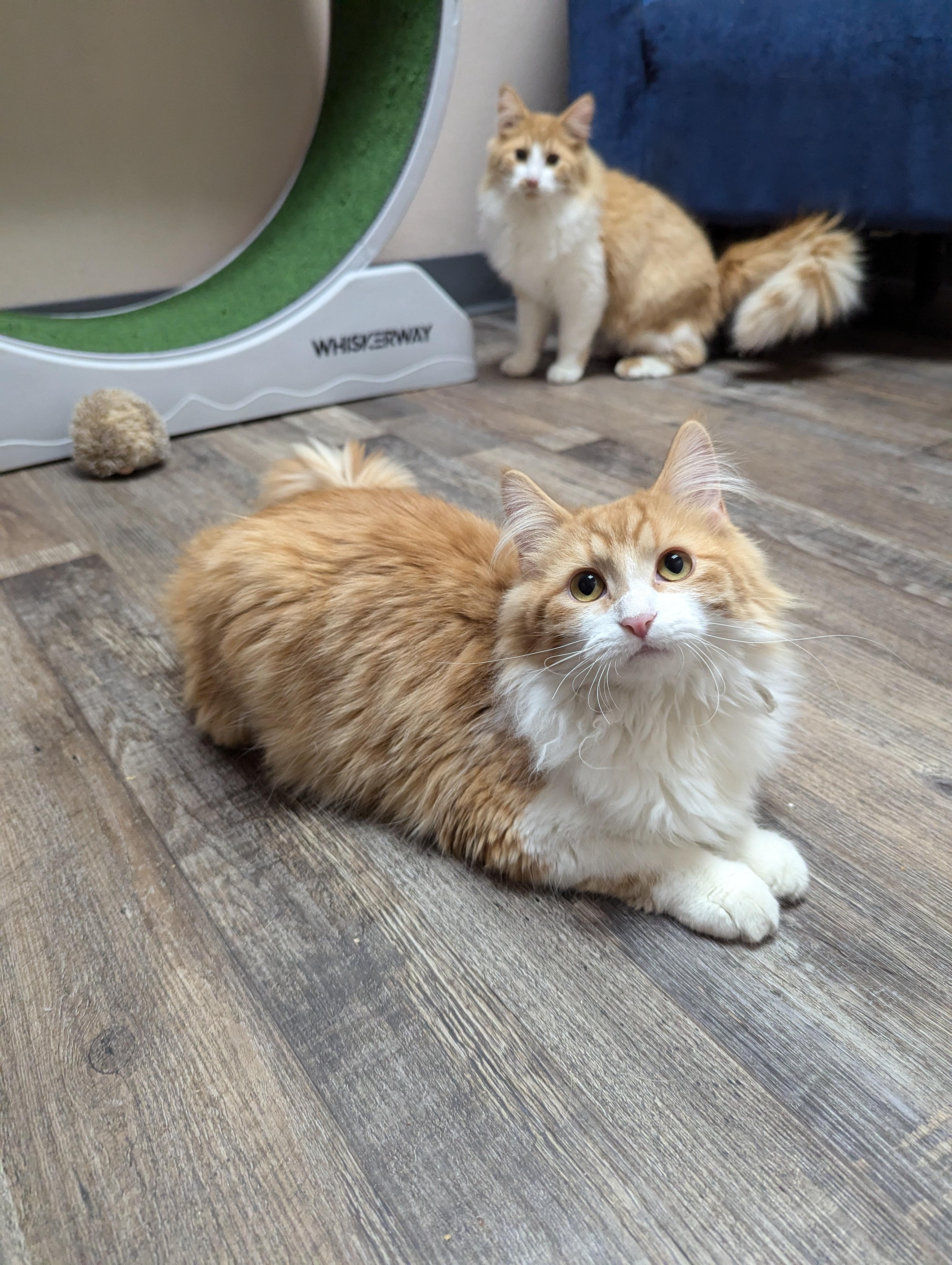 Princess, adoptable, Adult Female Domestic Long Hair.