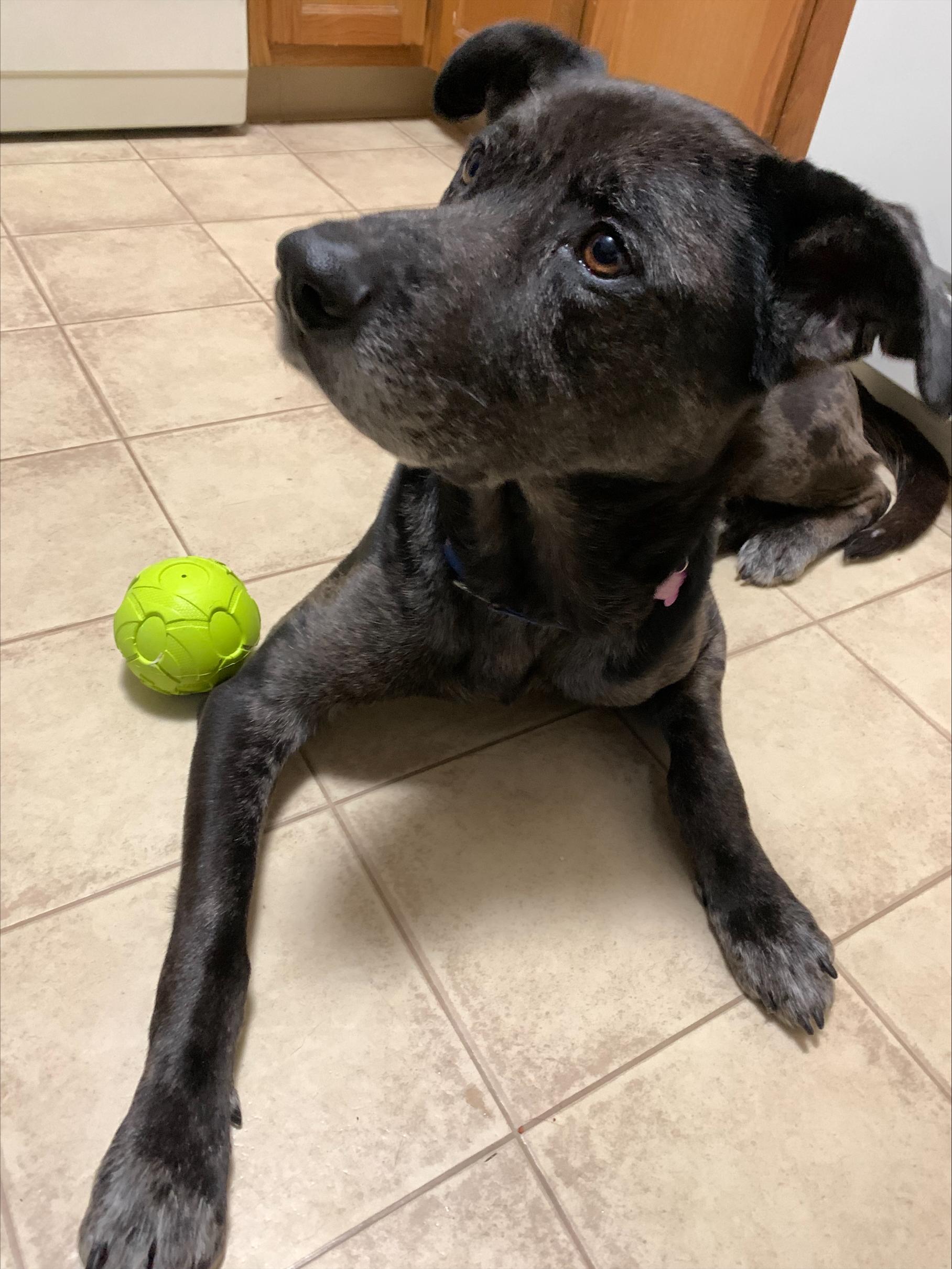 Enlarge Kent - NH, a ADOPTABLE mixed breed in Somersworth, NH image 5/6