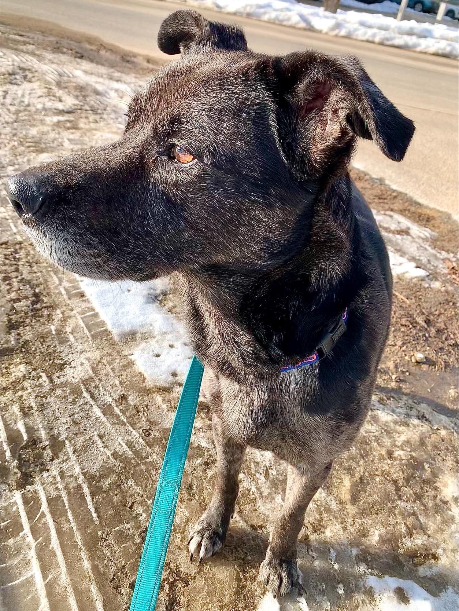 Enlarge Kent - NH, a ADOPTABLE mixed breed in Somersworth, NH image 4/6